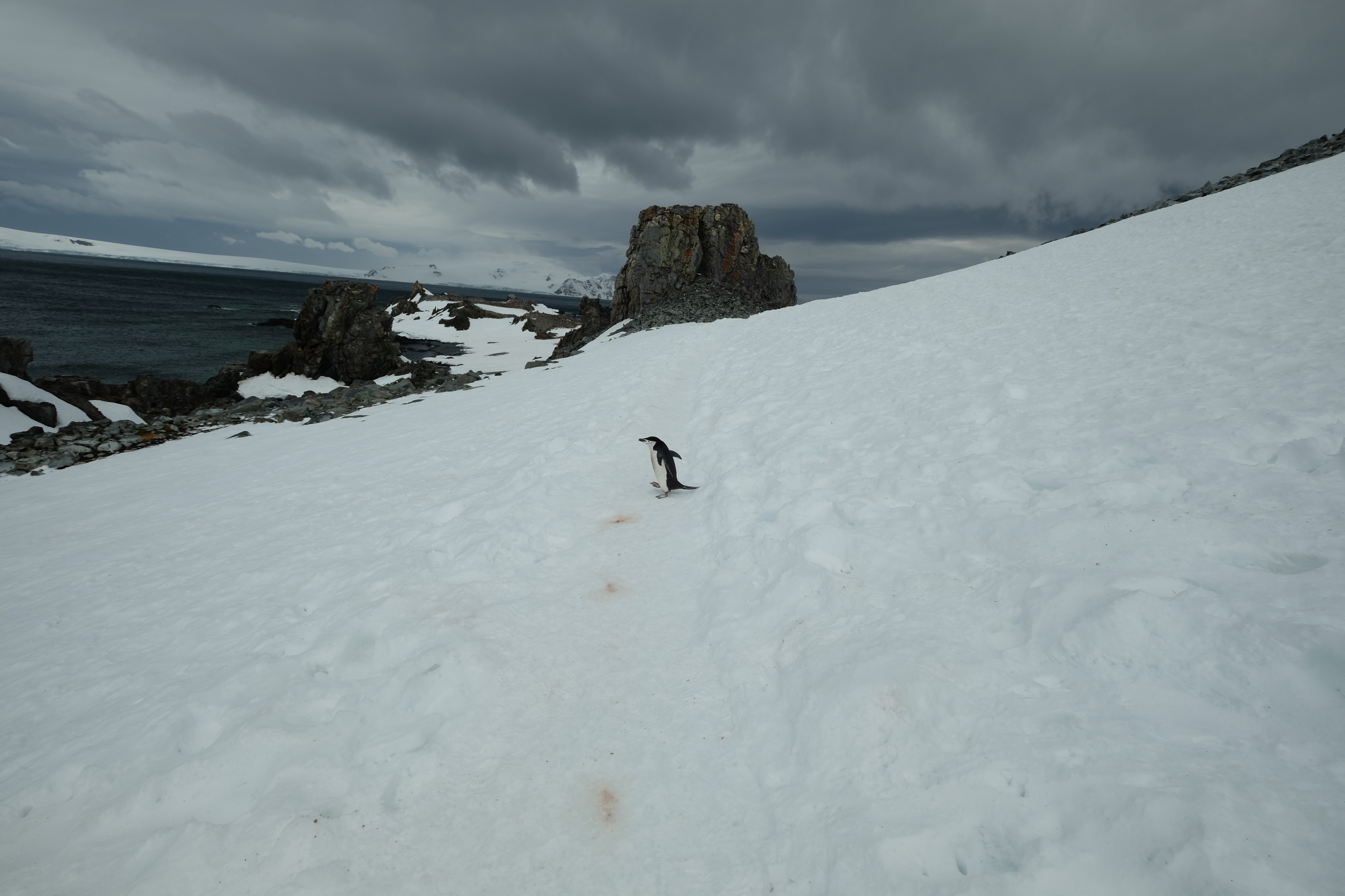 Half Moon Island Antarctica photo 6