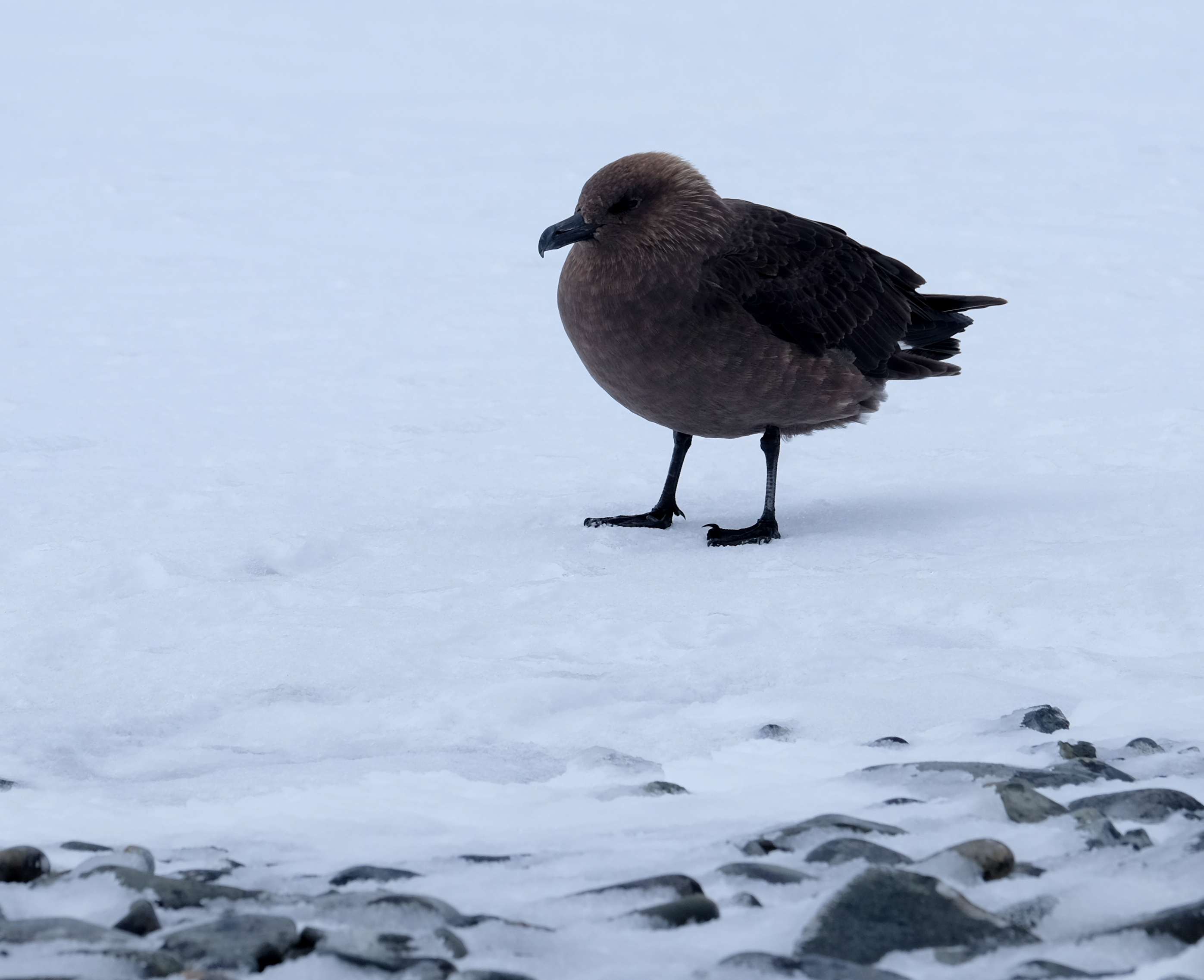 Half Moon Island Antarctica photo 7