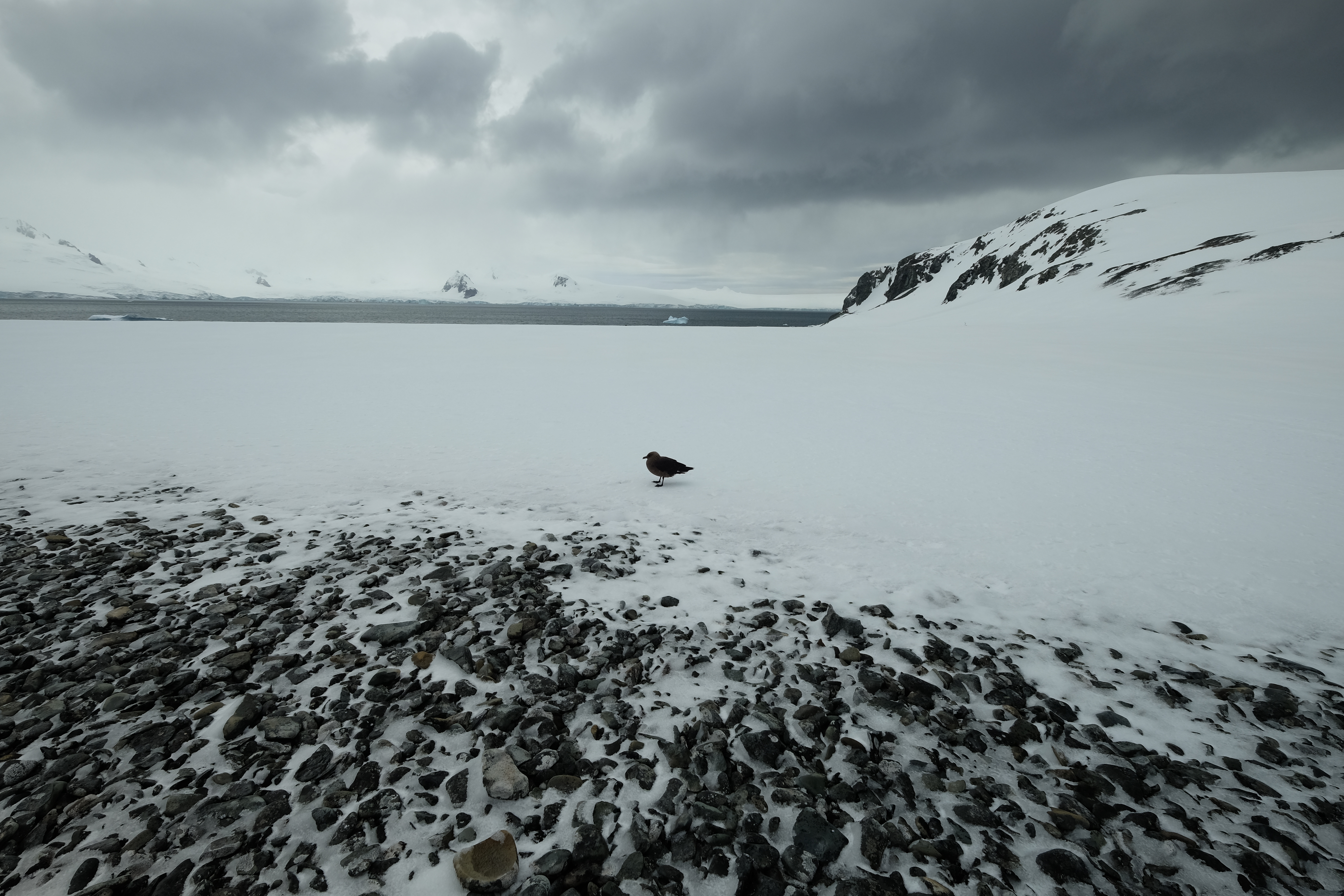 Half Moon Island Antarctica photo 8