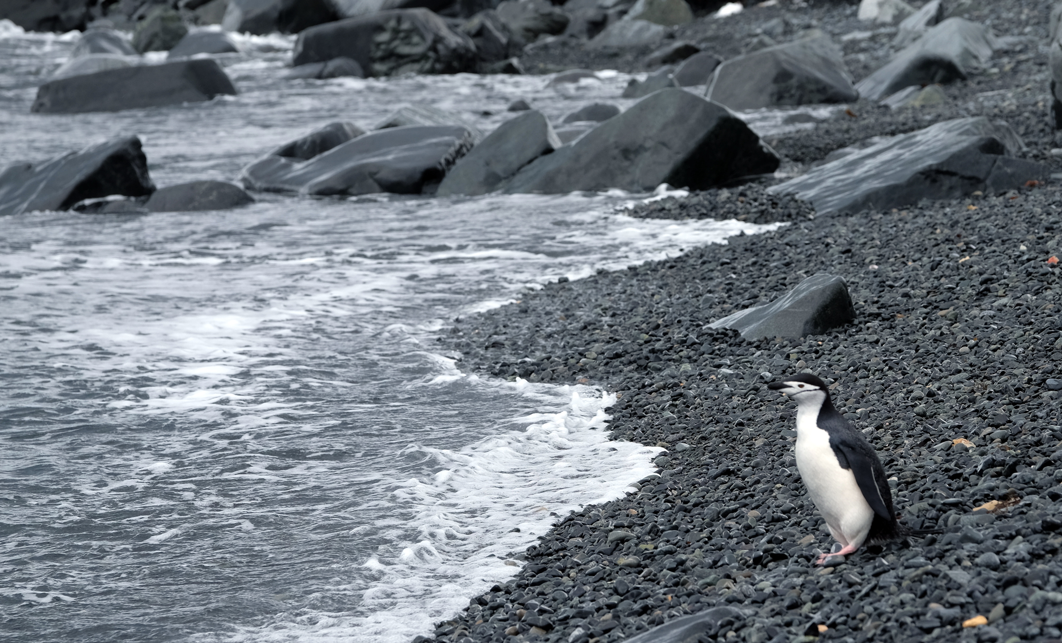 Half Moon Island Antarctica photo 9