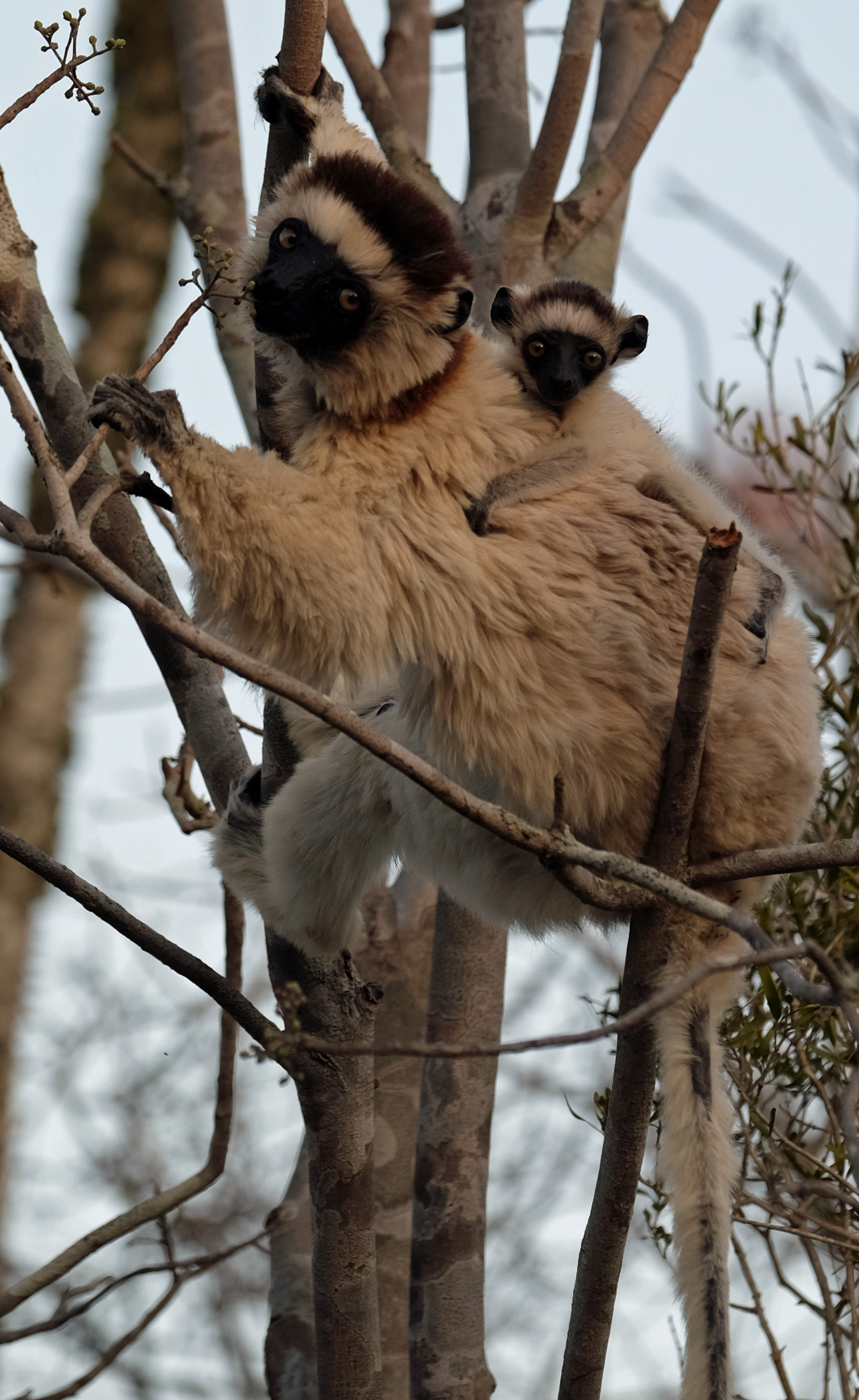 Ifotaka Madagascar photo 2