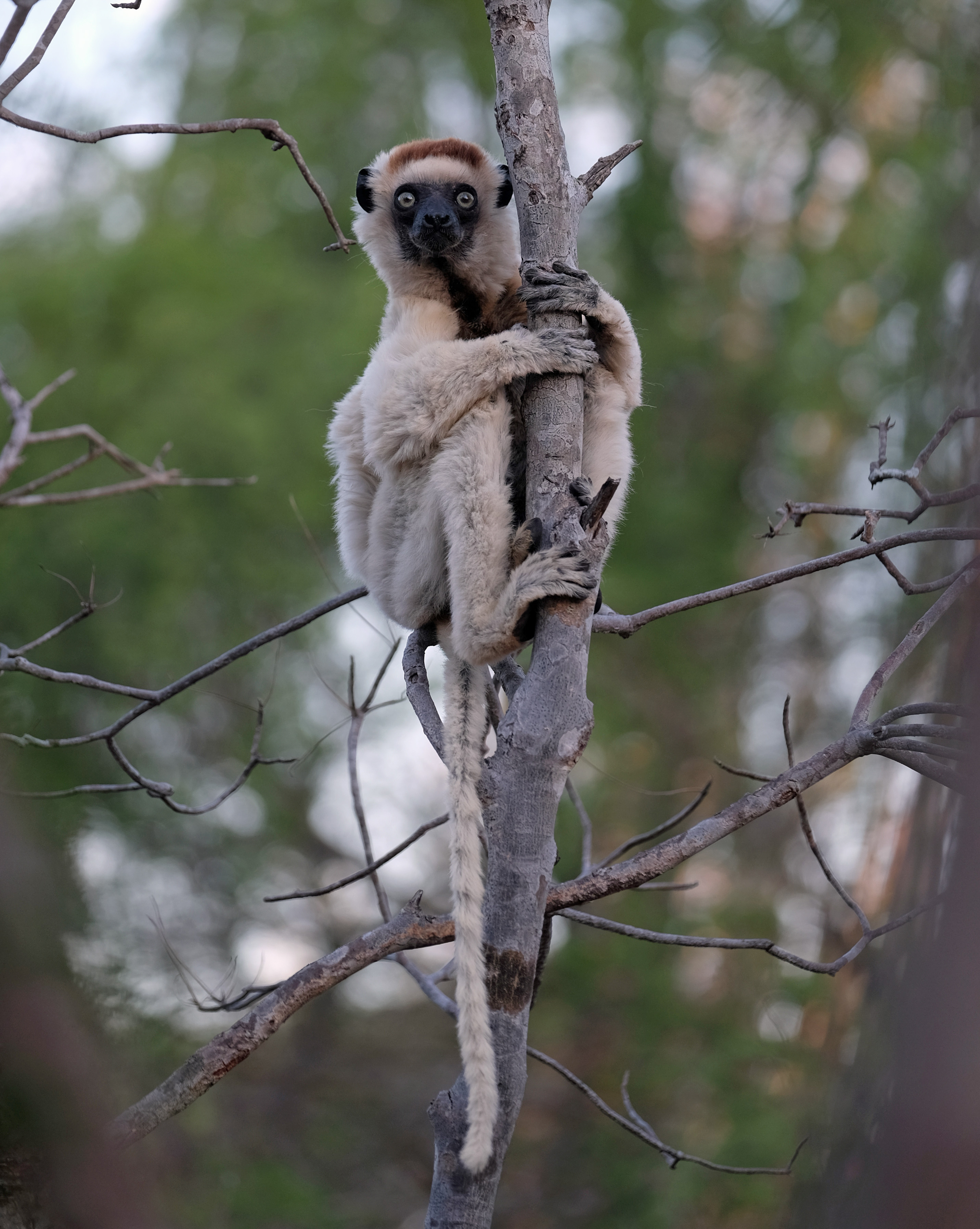 Ifotaka Madagascar photo 3
