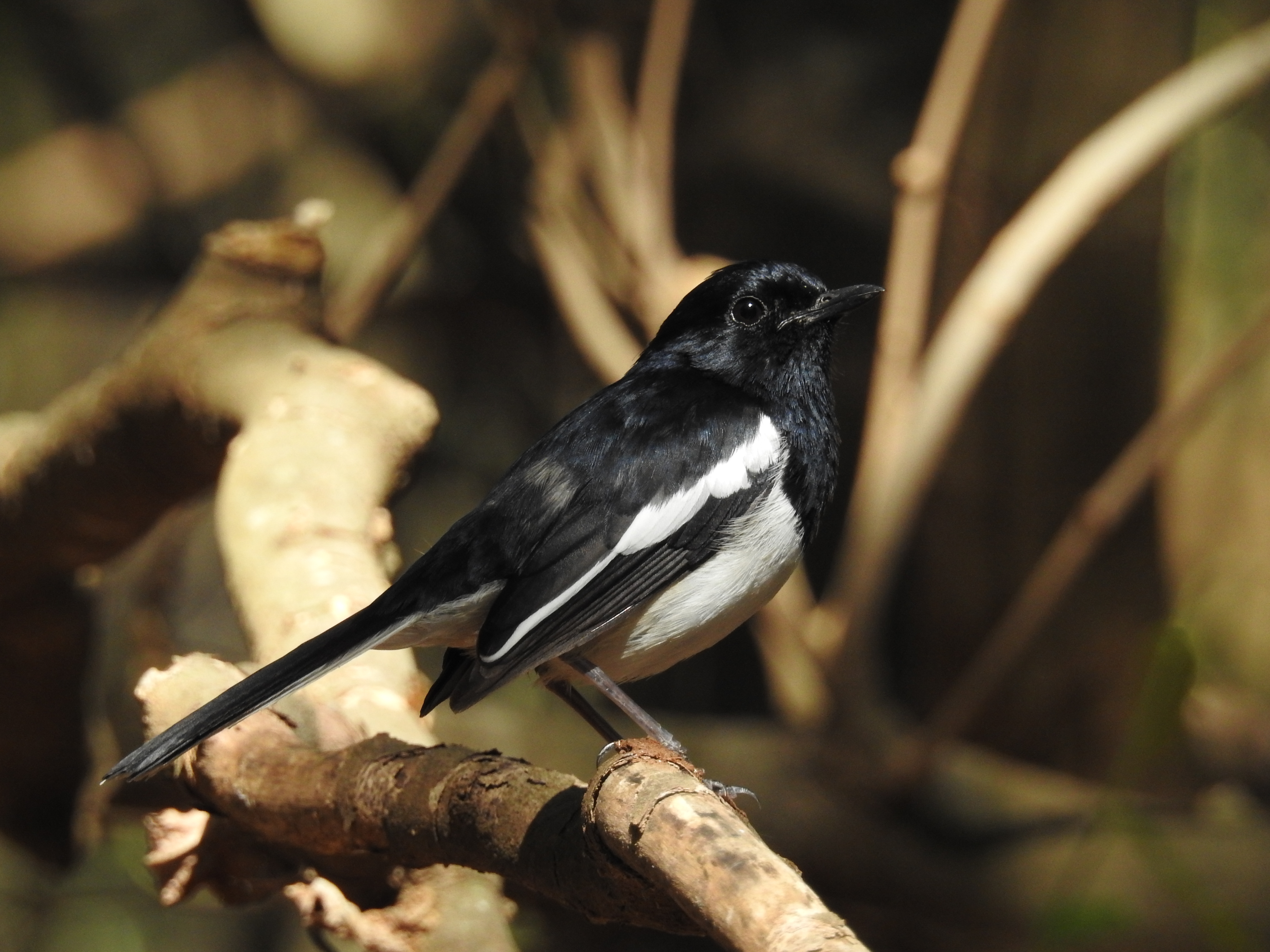 Ifotaka Madagascar photo 4