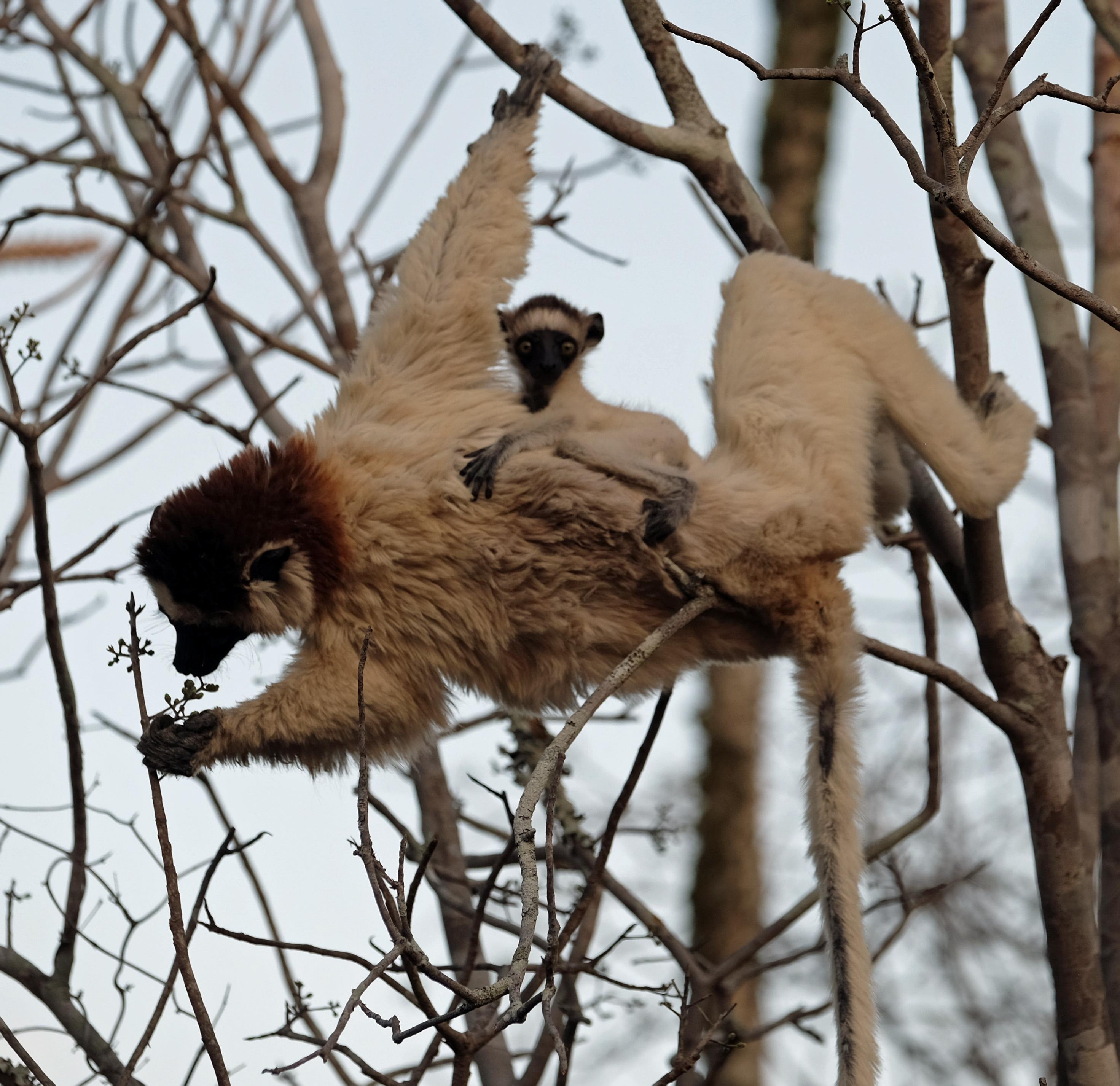 Ifotaka Madagascar photo 6