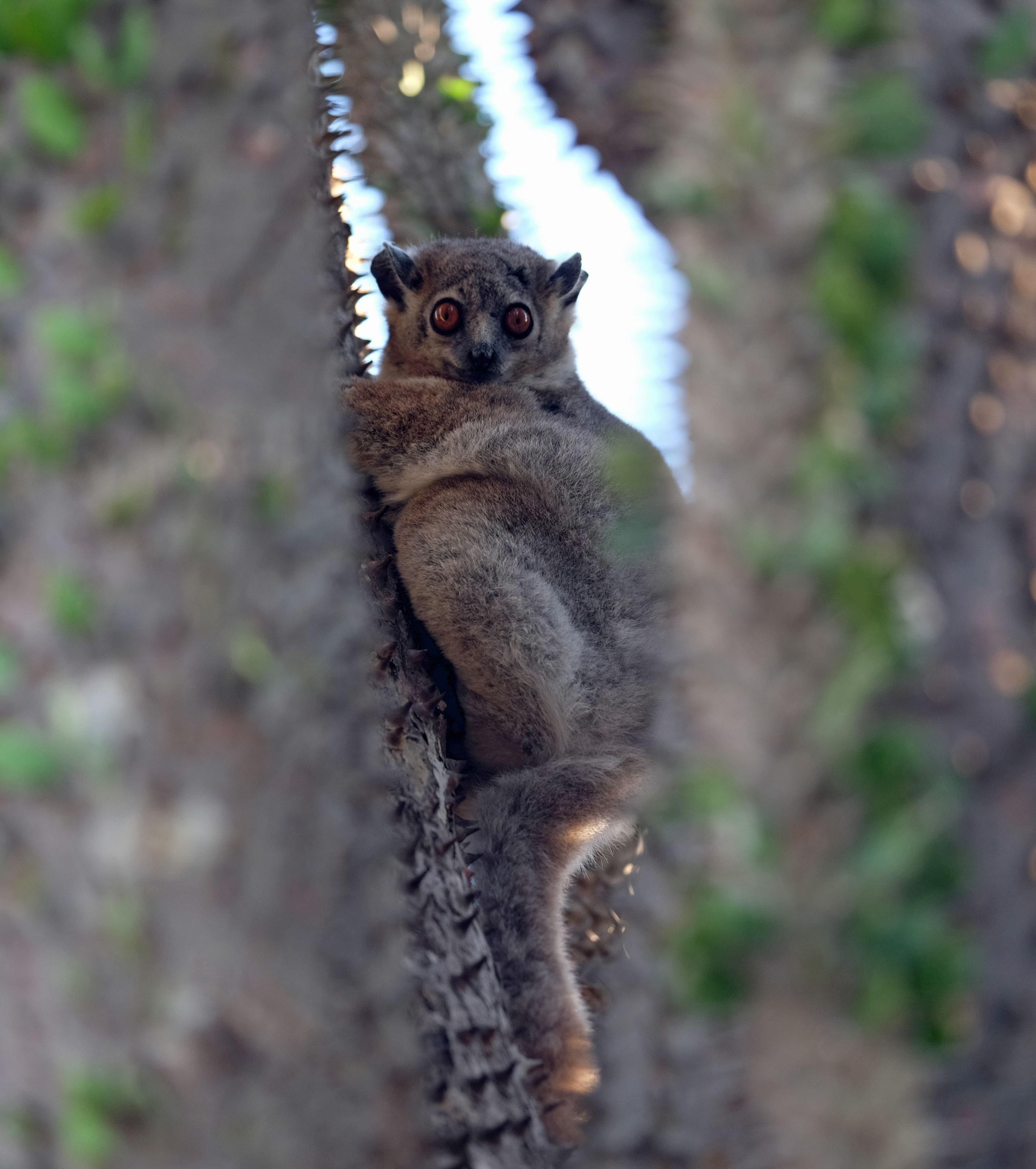 Ifotaka Madagascar photo 8