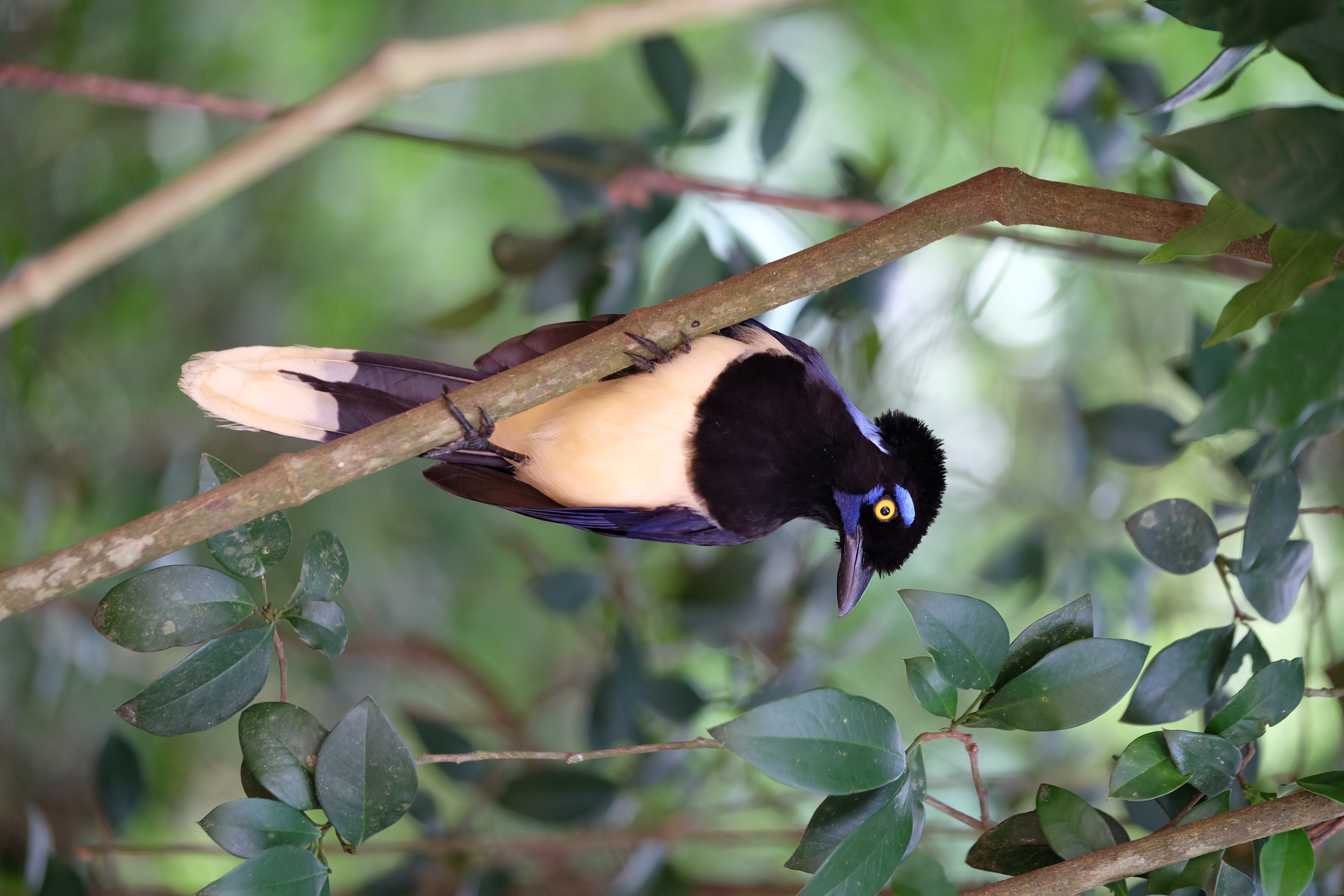 Iguazu Falls Argentina photo 3