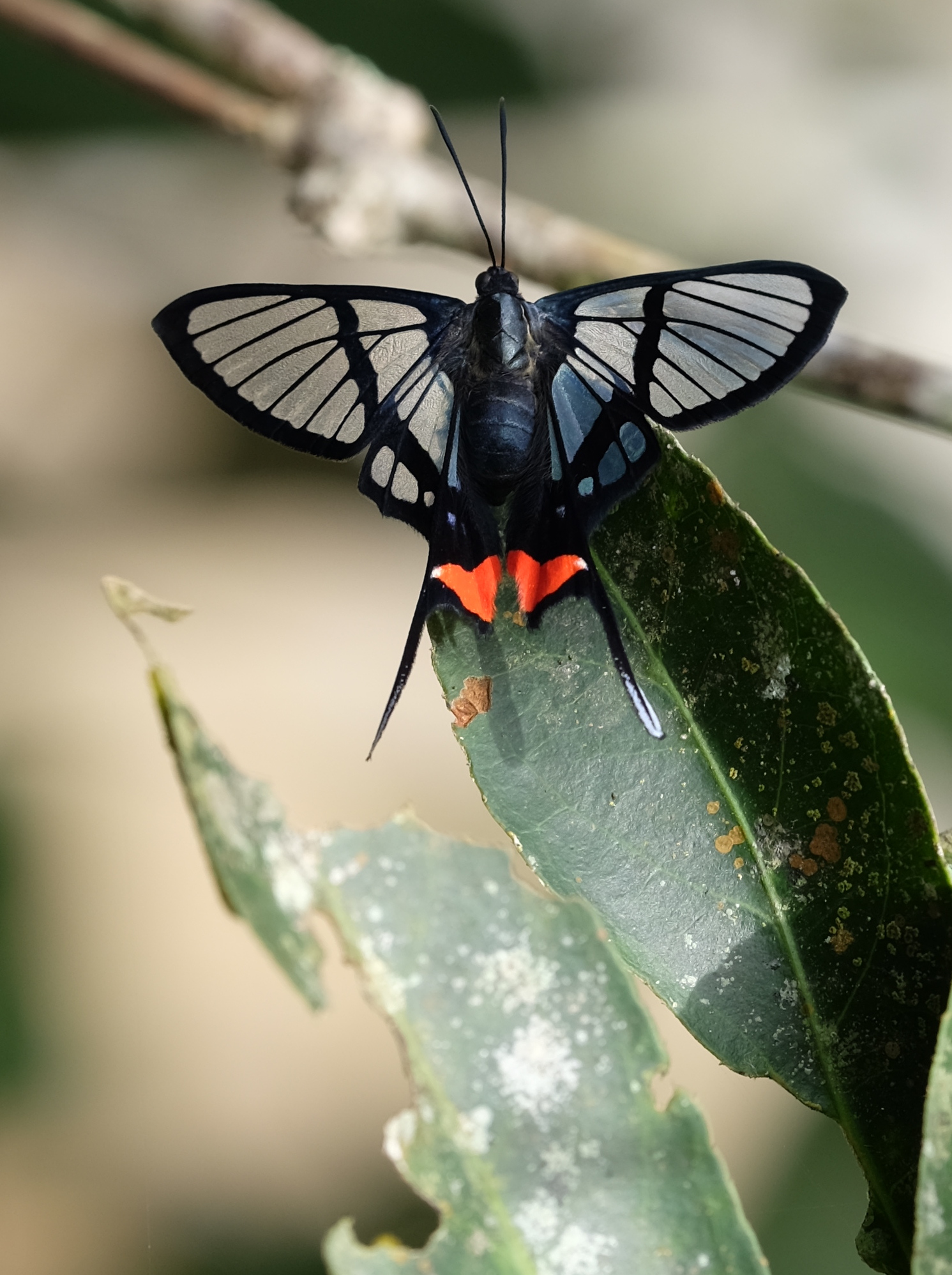 Iguazu Falls Argentina photo 4