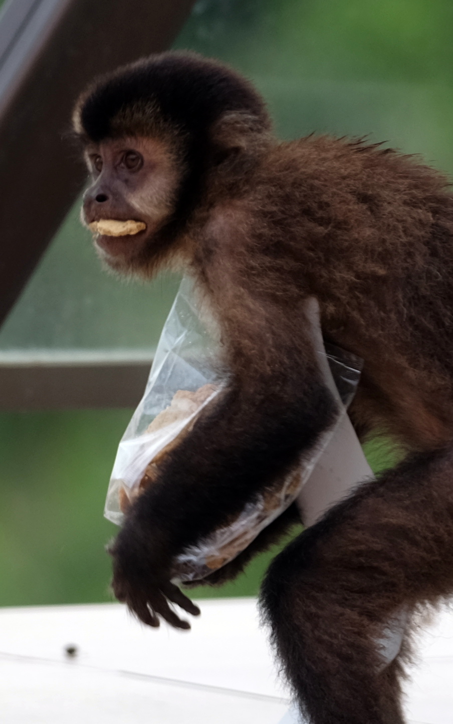 Iguazu Falls Argentina photo 6