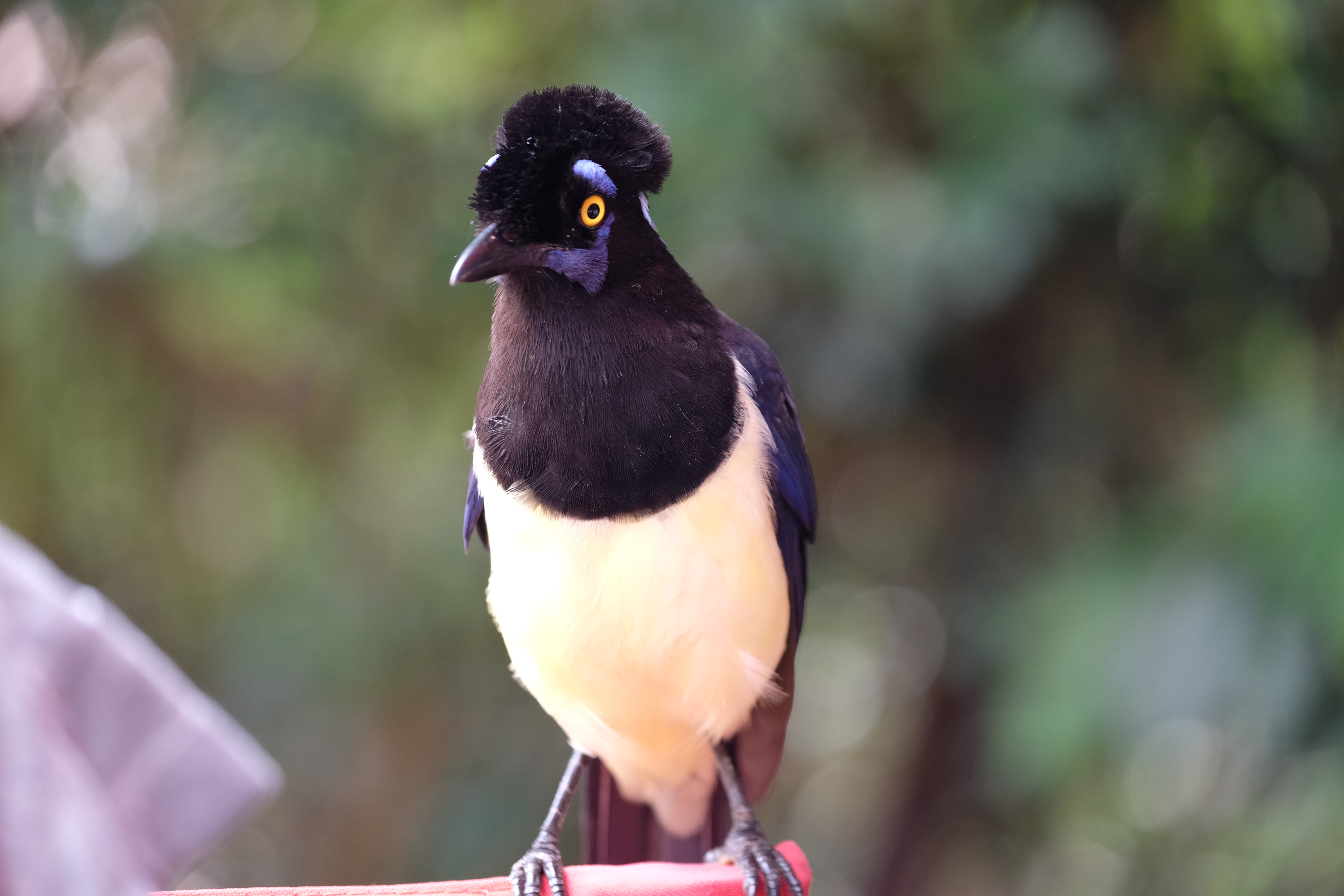 Iguazu Falls Argentina photo 7
