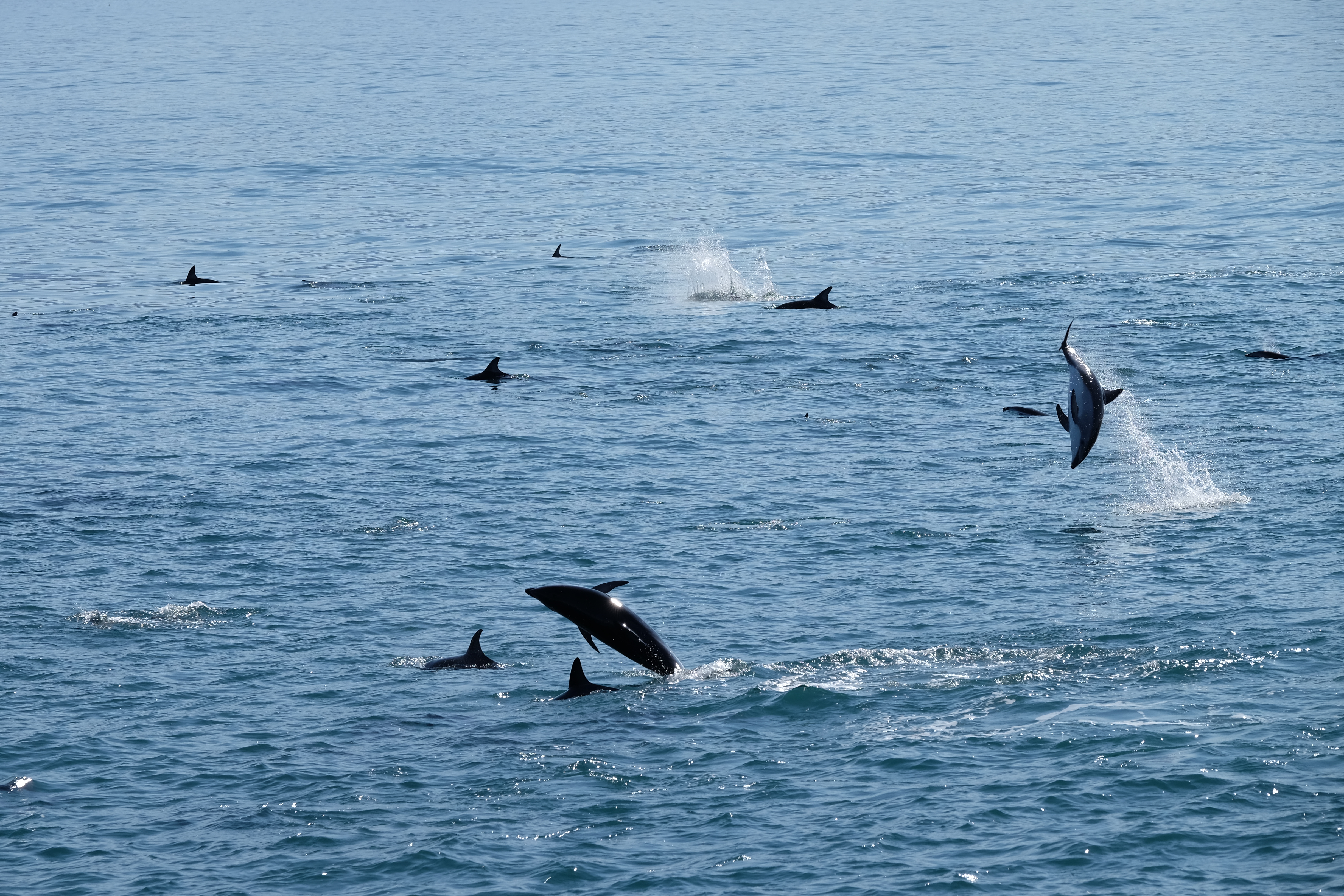 Kaikora New Zealand photo 2