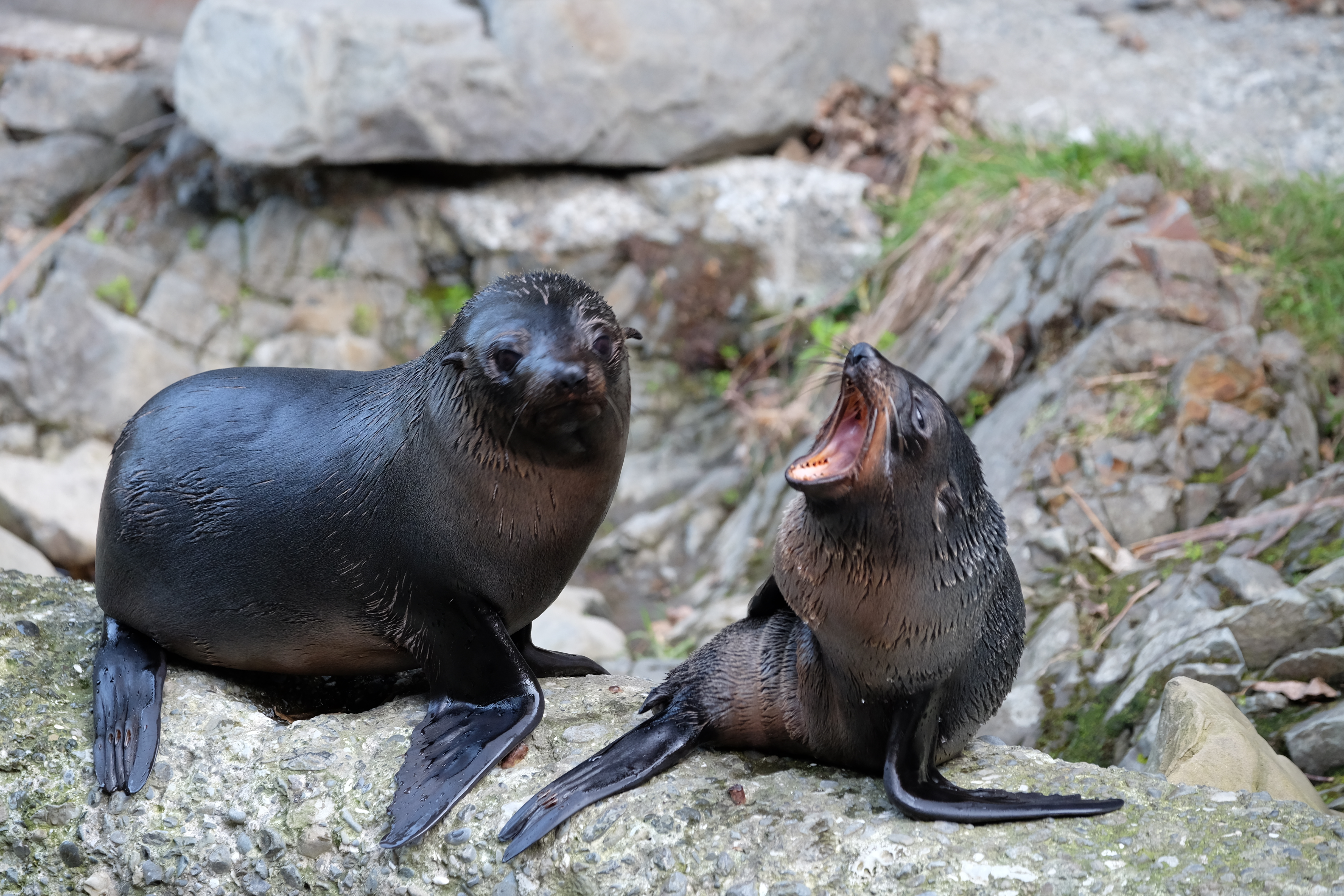 Kaikora New Zealand photo 3