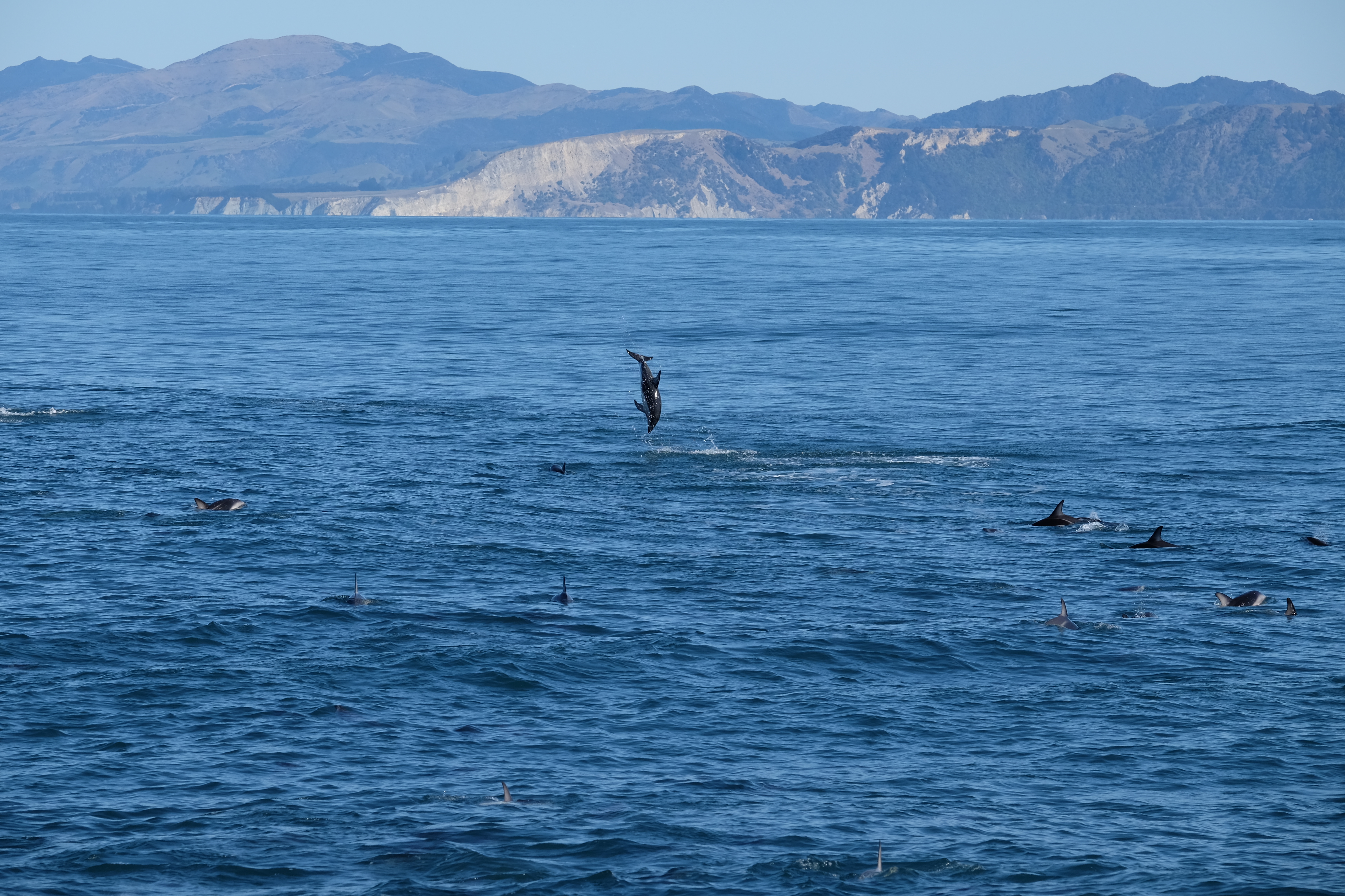 Kaikora New Zealand photo 6