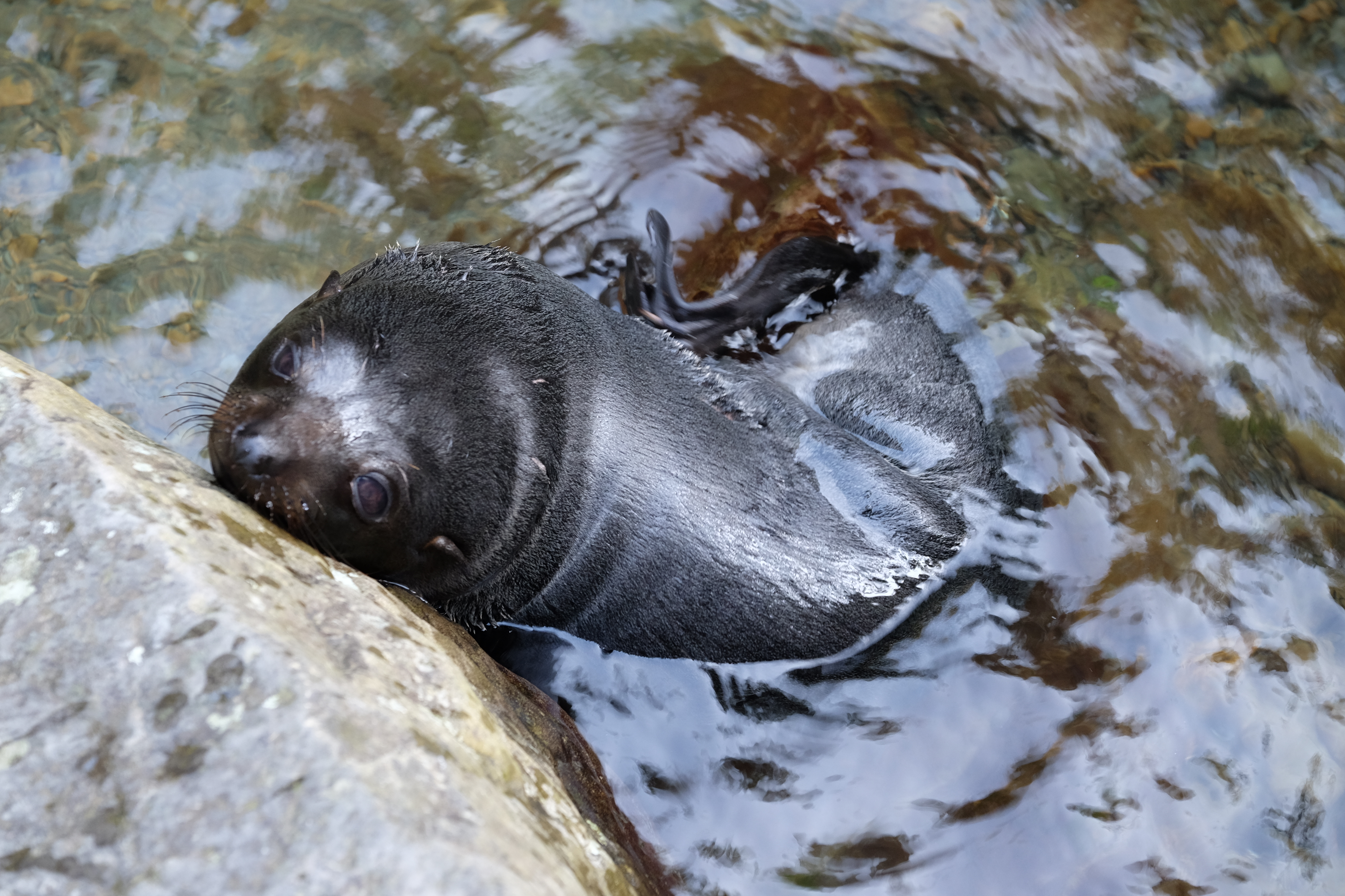 Kaikora New Zealand photo 9