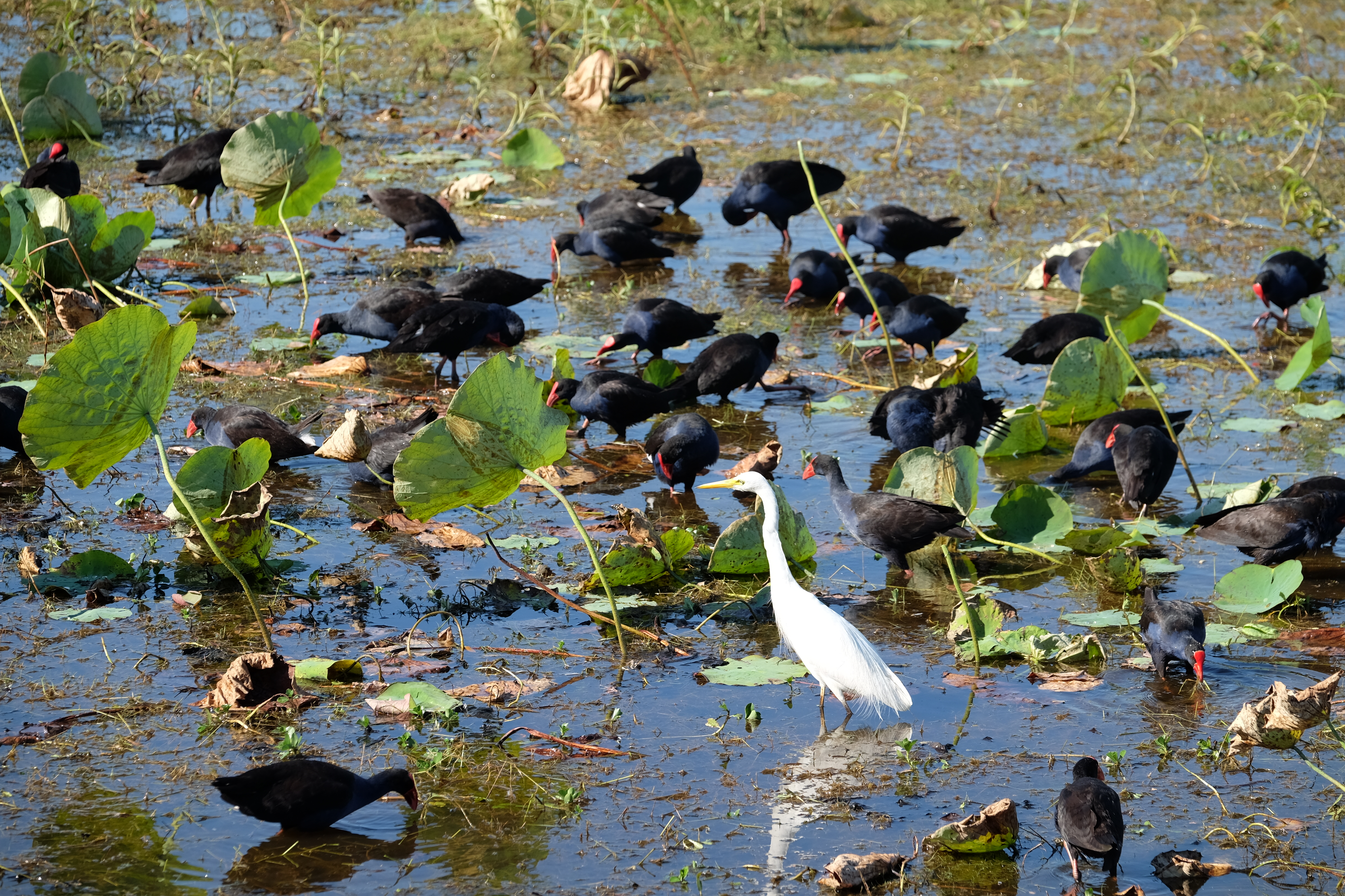 Kakadu Australia photo 1
