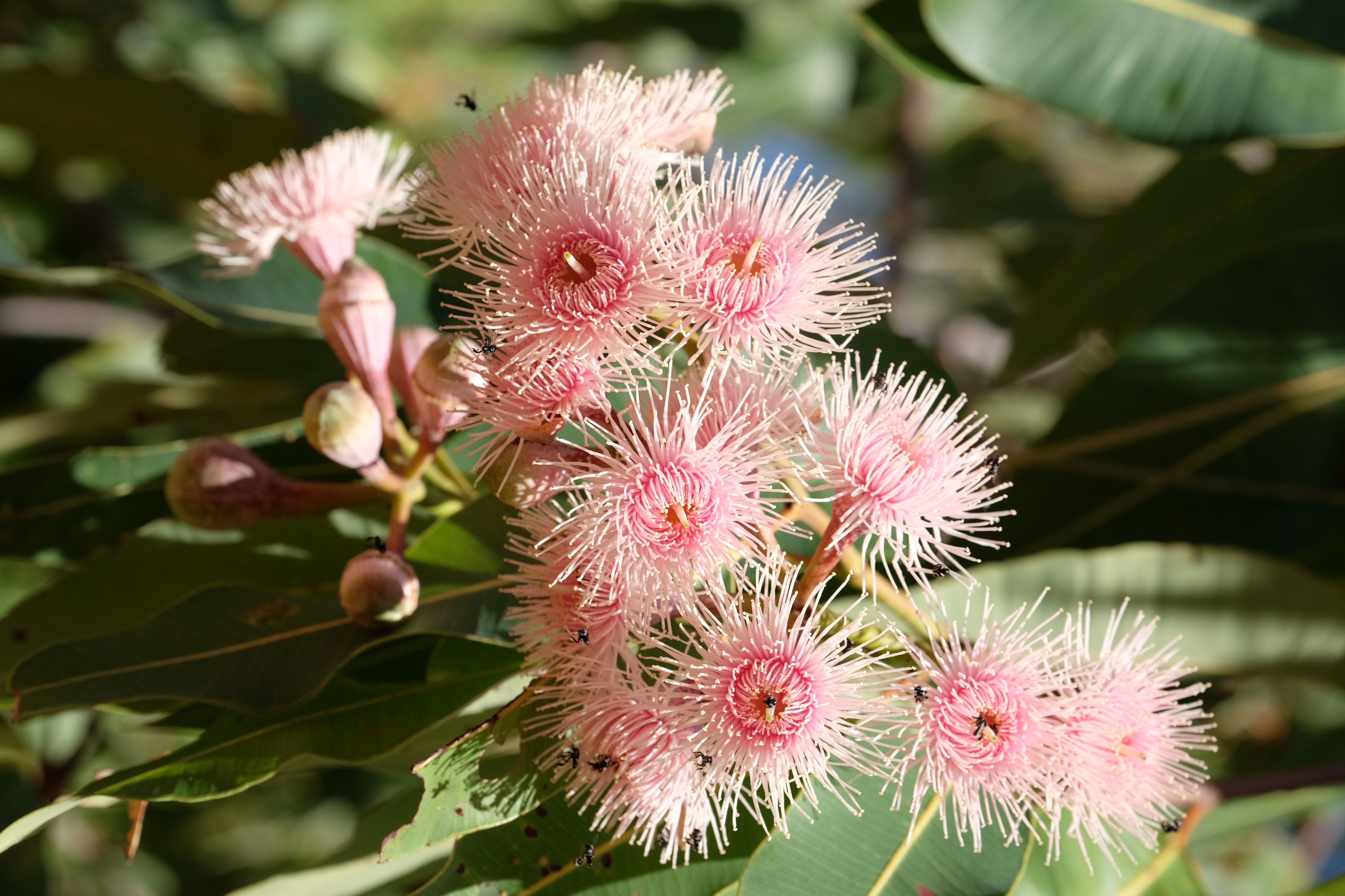 Kakadu Australia photo 2