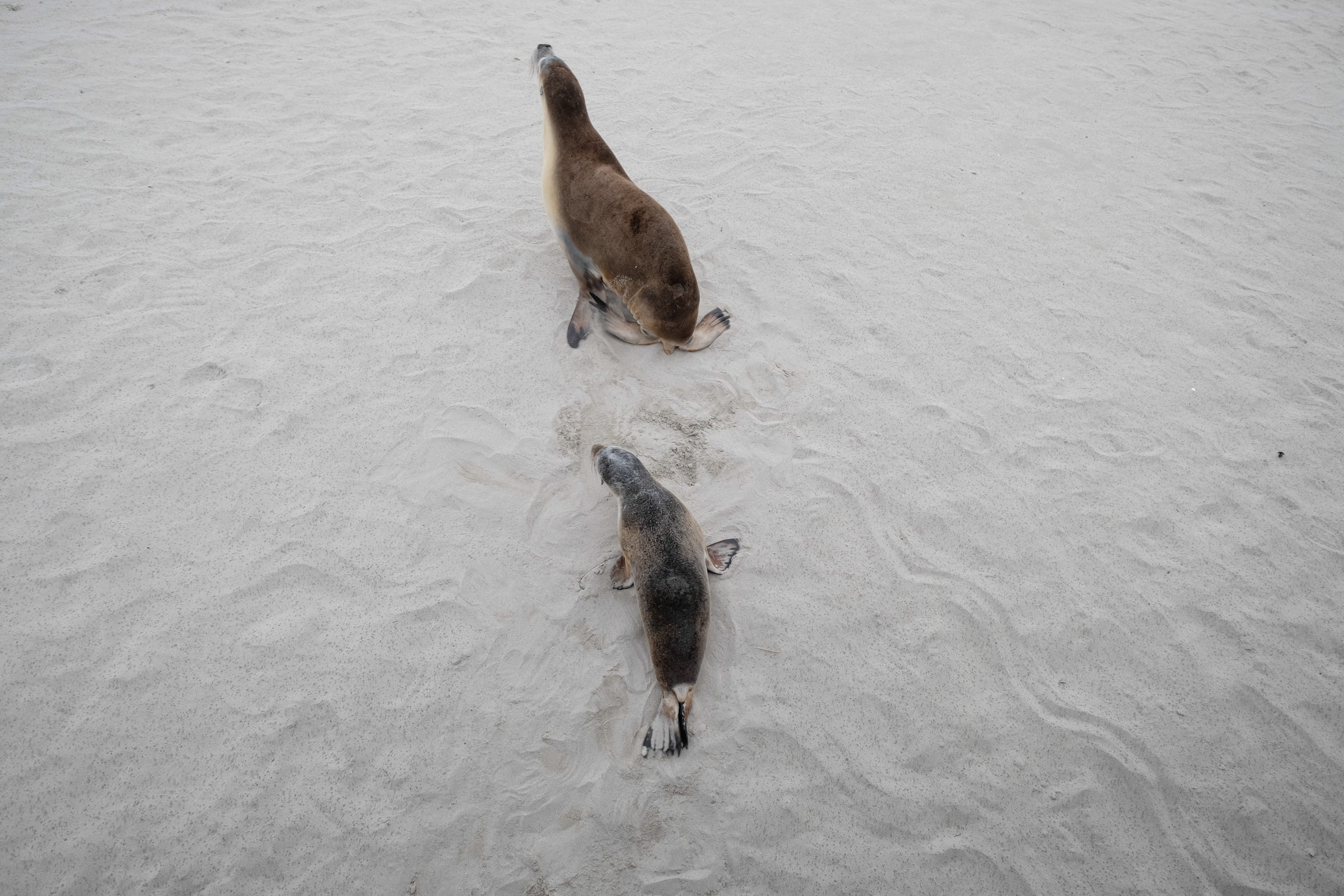 Kangaroo Island Australia photo 2