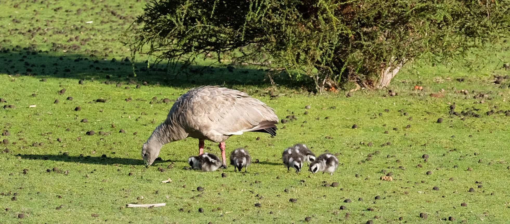 Kangaroo Island Australia photo 5