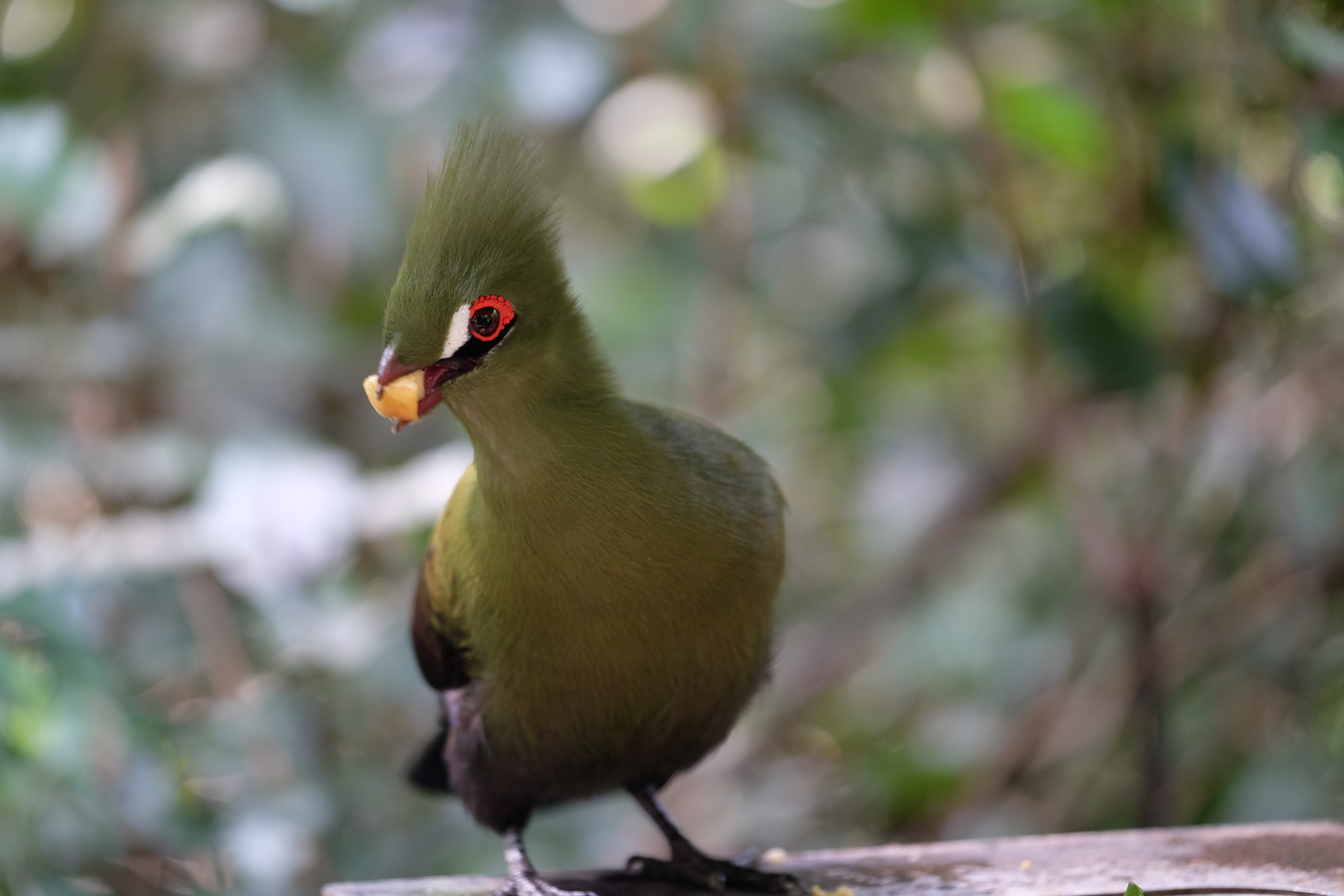 Knysna South Africa photo 2