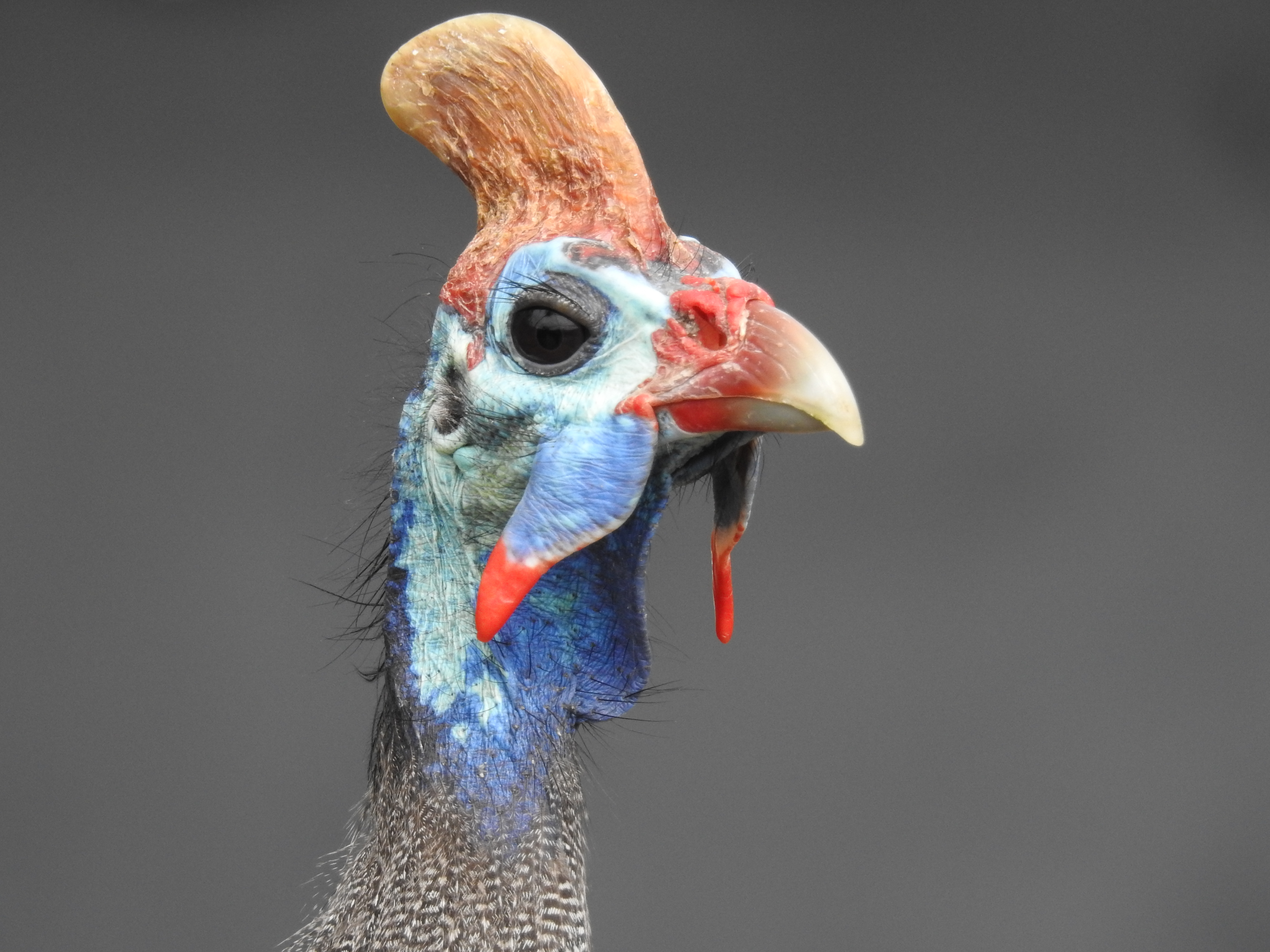 Knysna South Africa photo 3