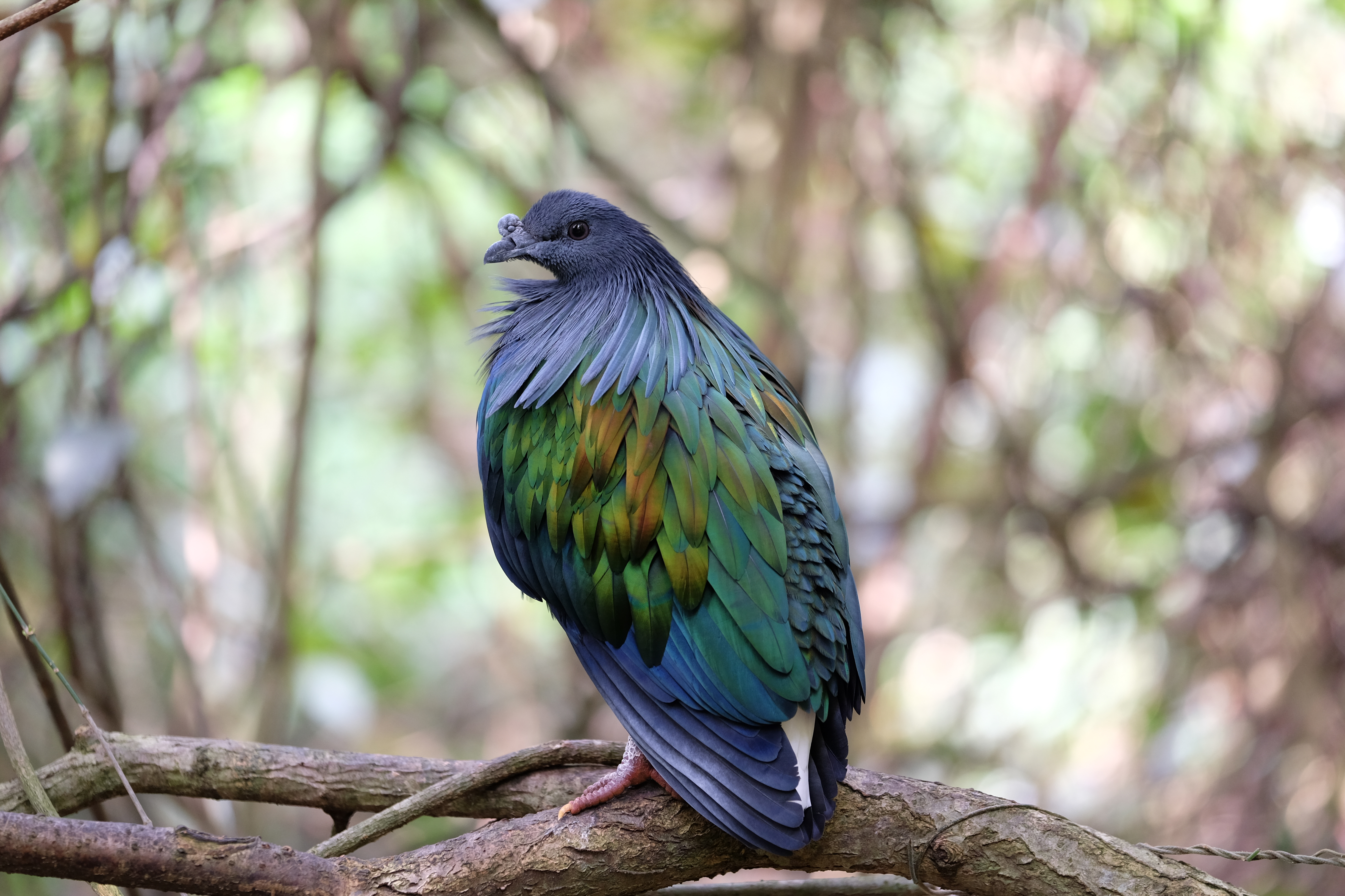 Knysna South Africa photo 4