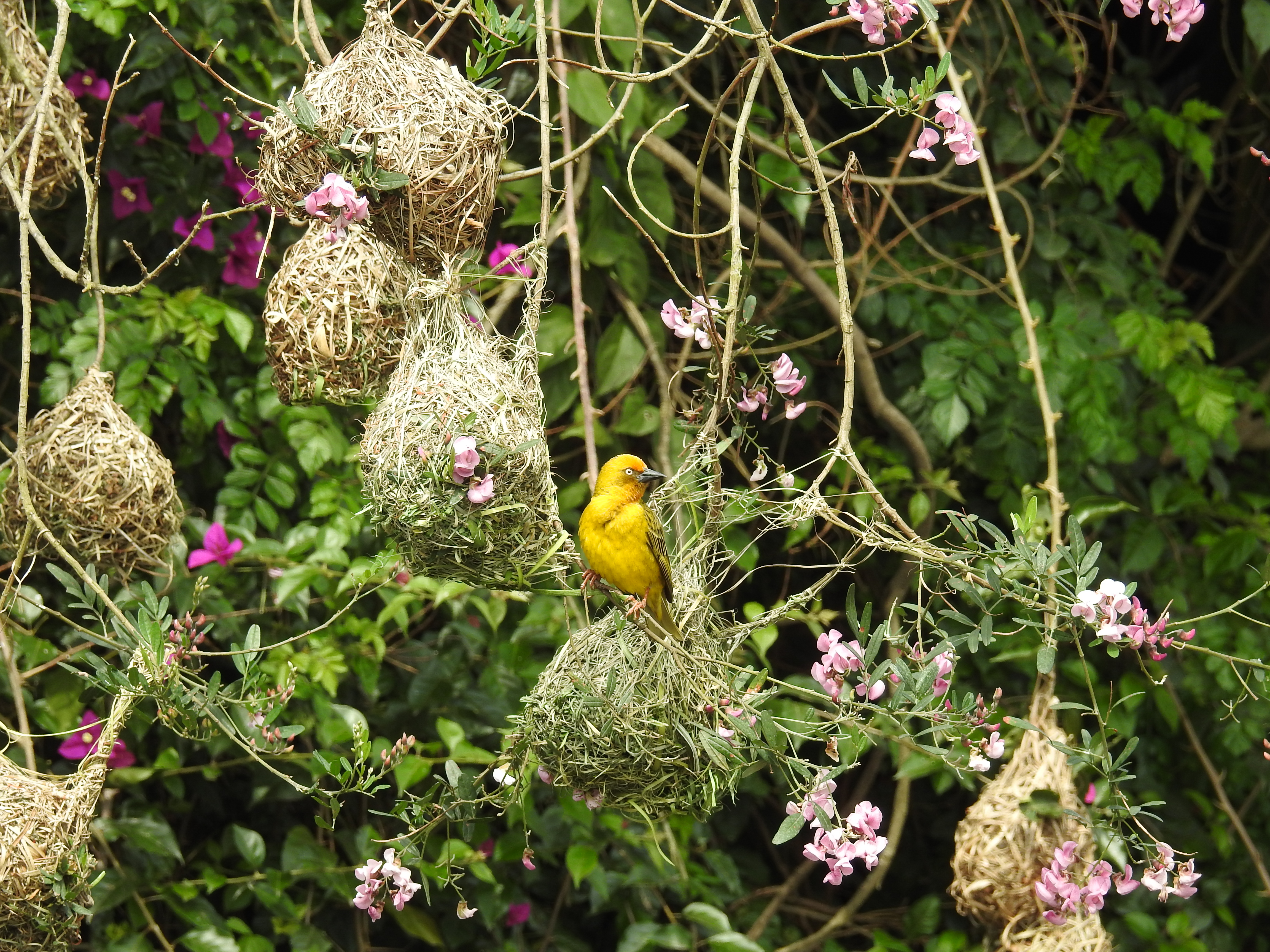 Knysna South Africa photo 6