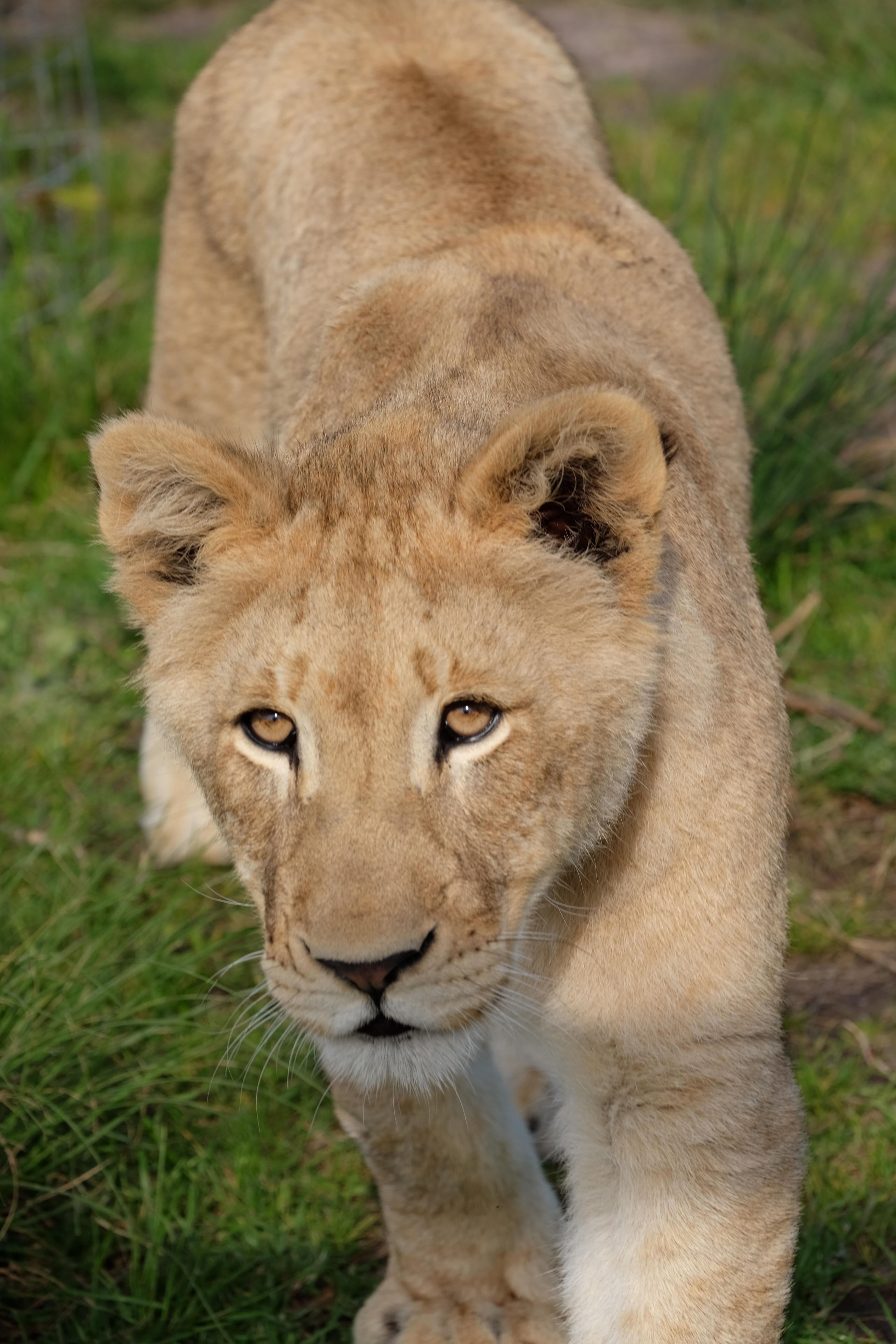 Knysna South Africa photo 7