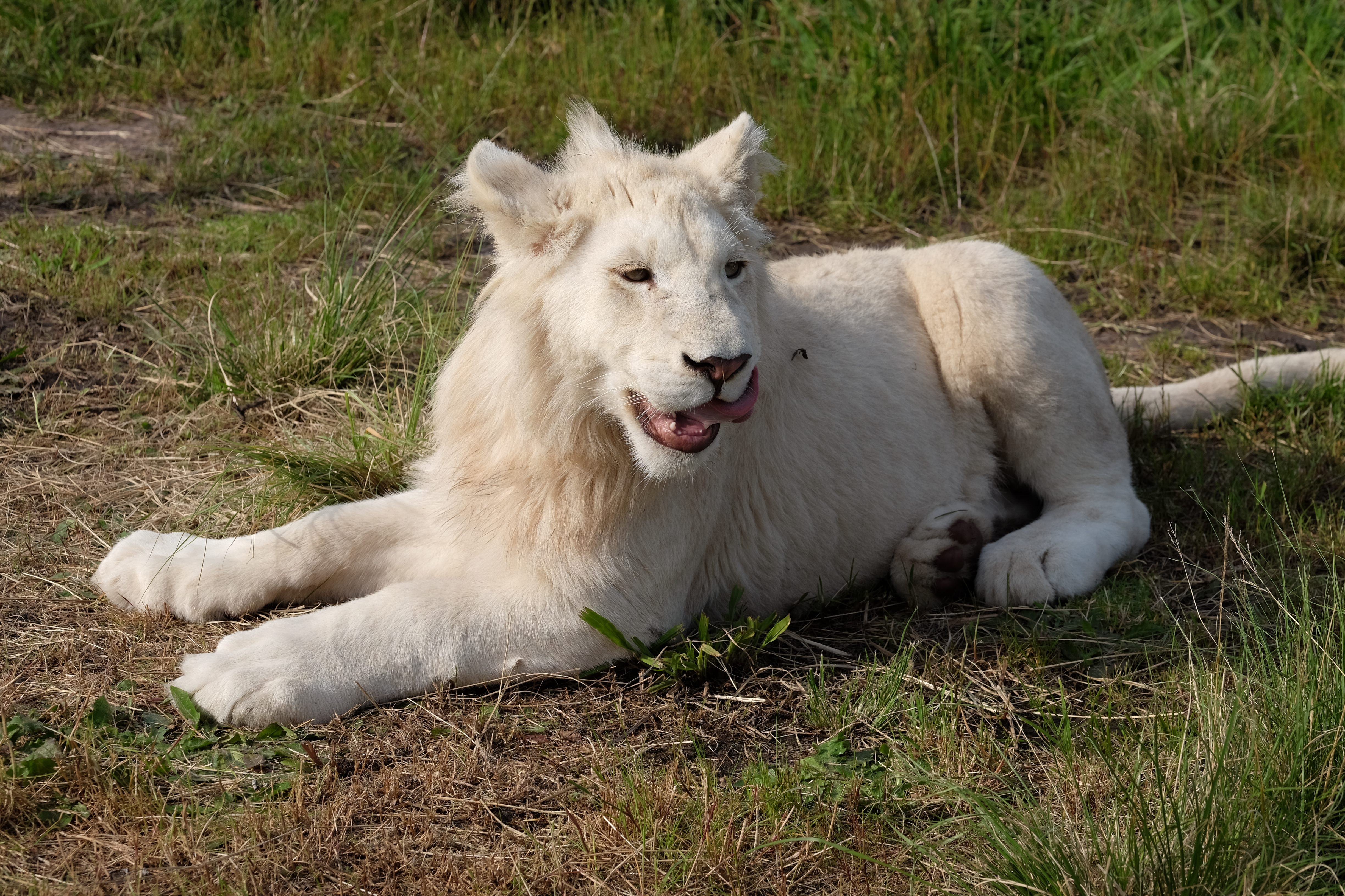 Knysna South Africa photo 8