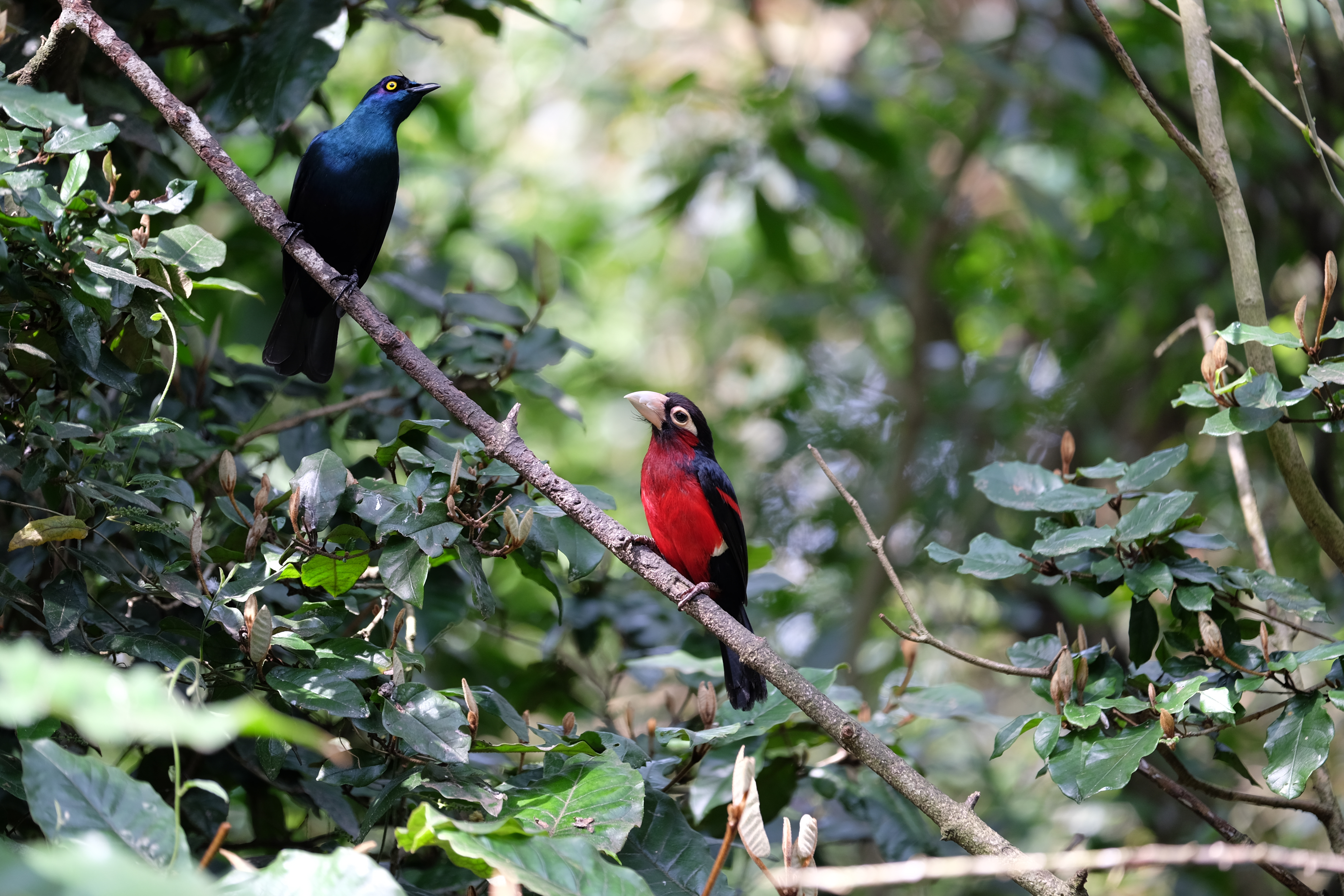 Knysna South Africa photo 9