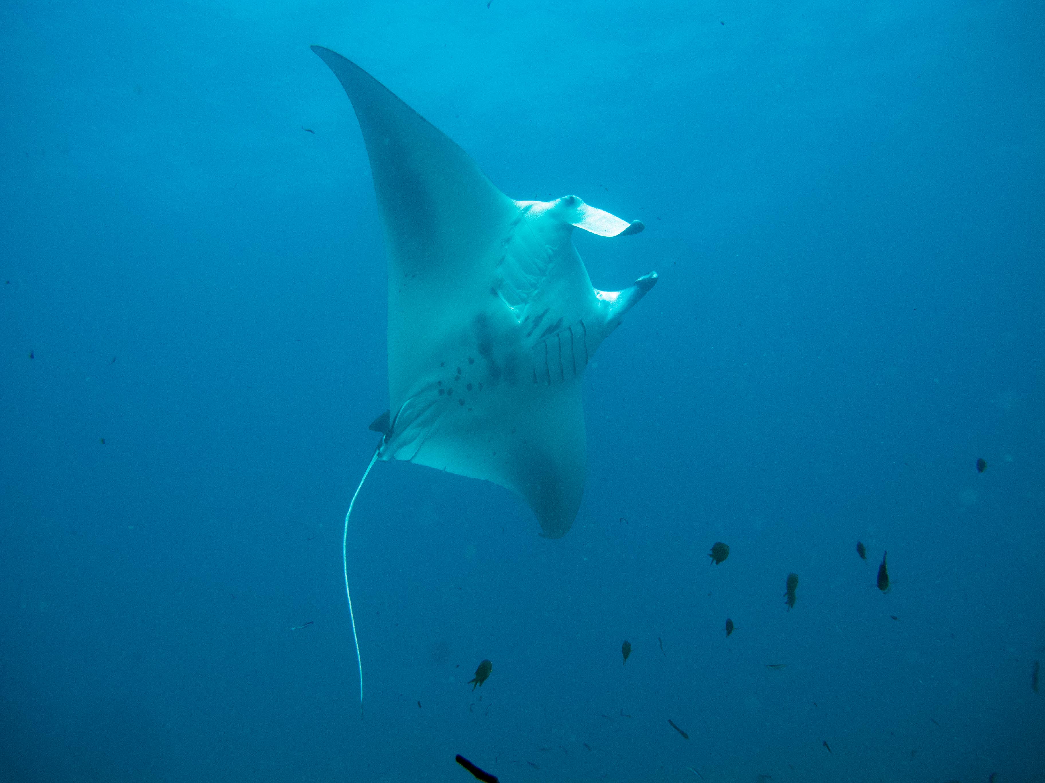 Laamu Atoll Maldives photo 1