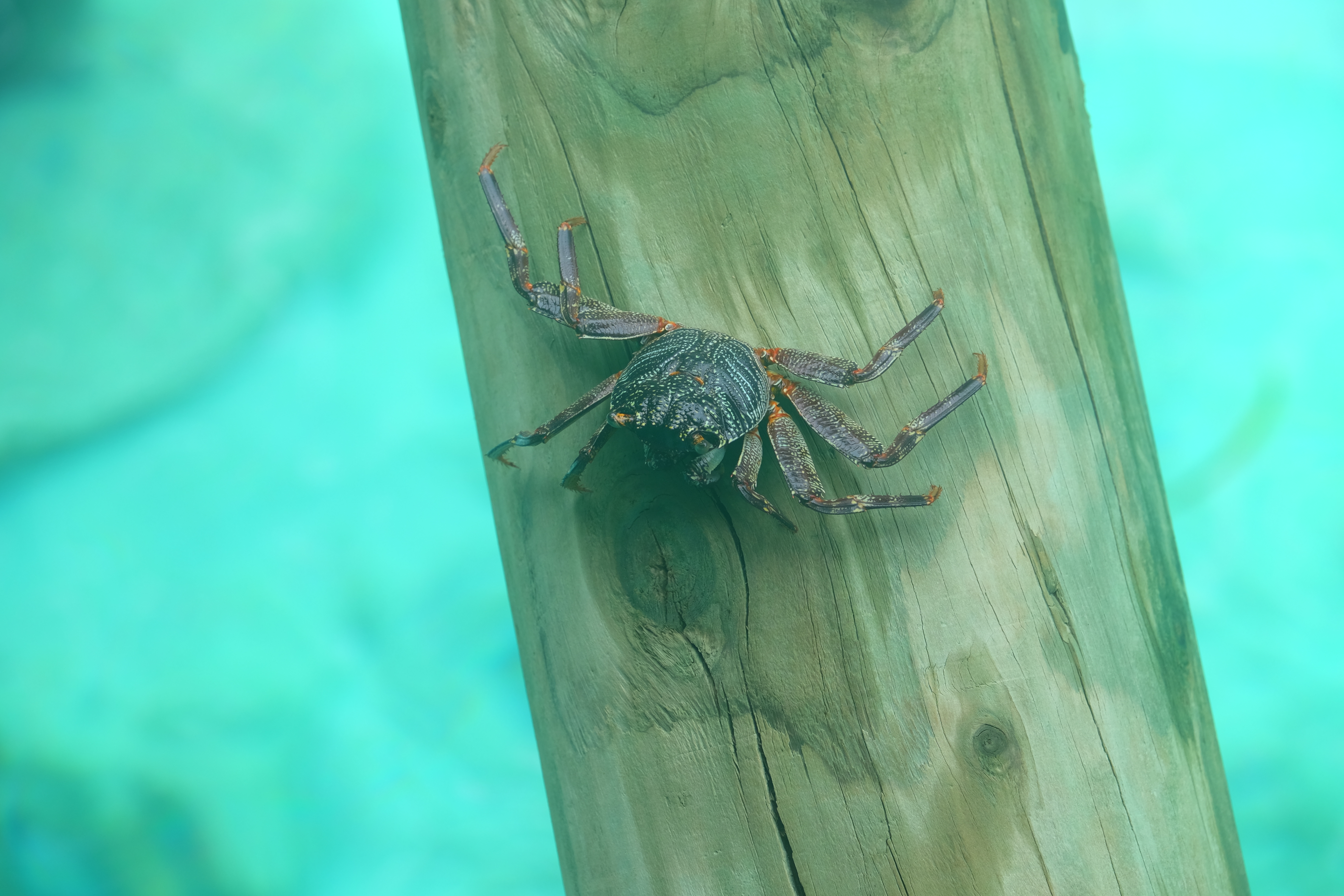 Laamu Atoll Maldives photo 5