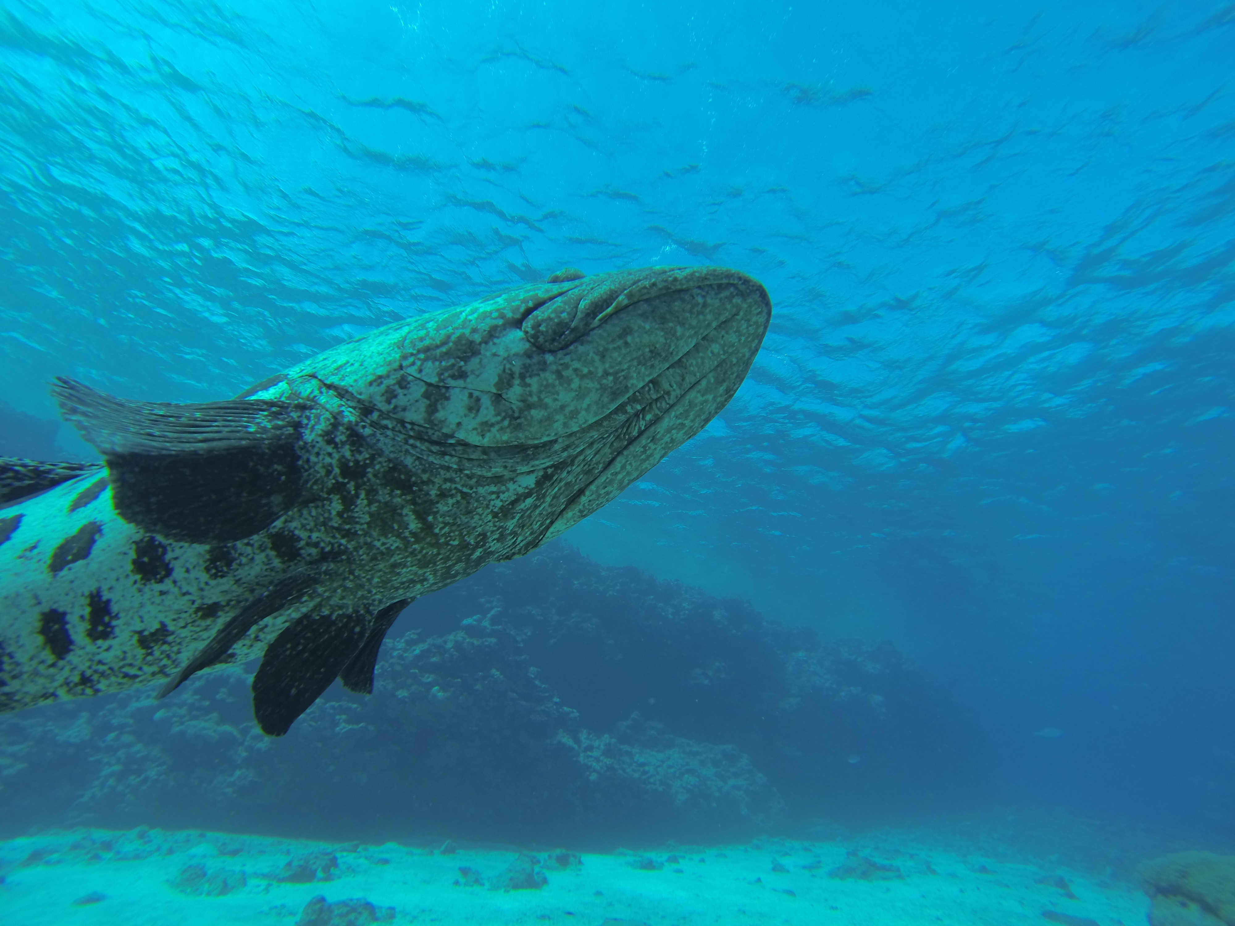 Lizard Island Australia photo 2