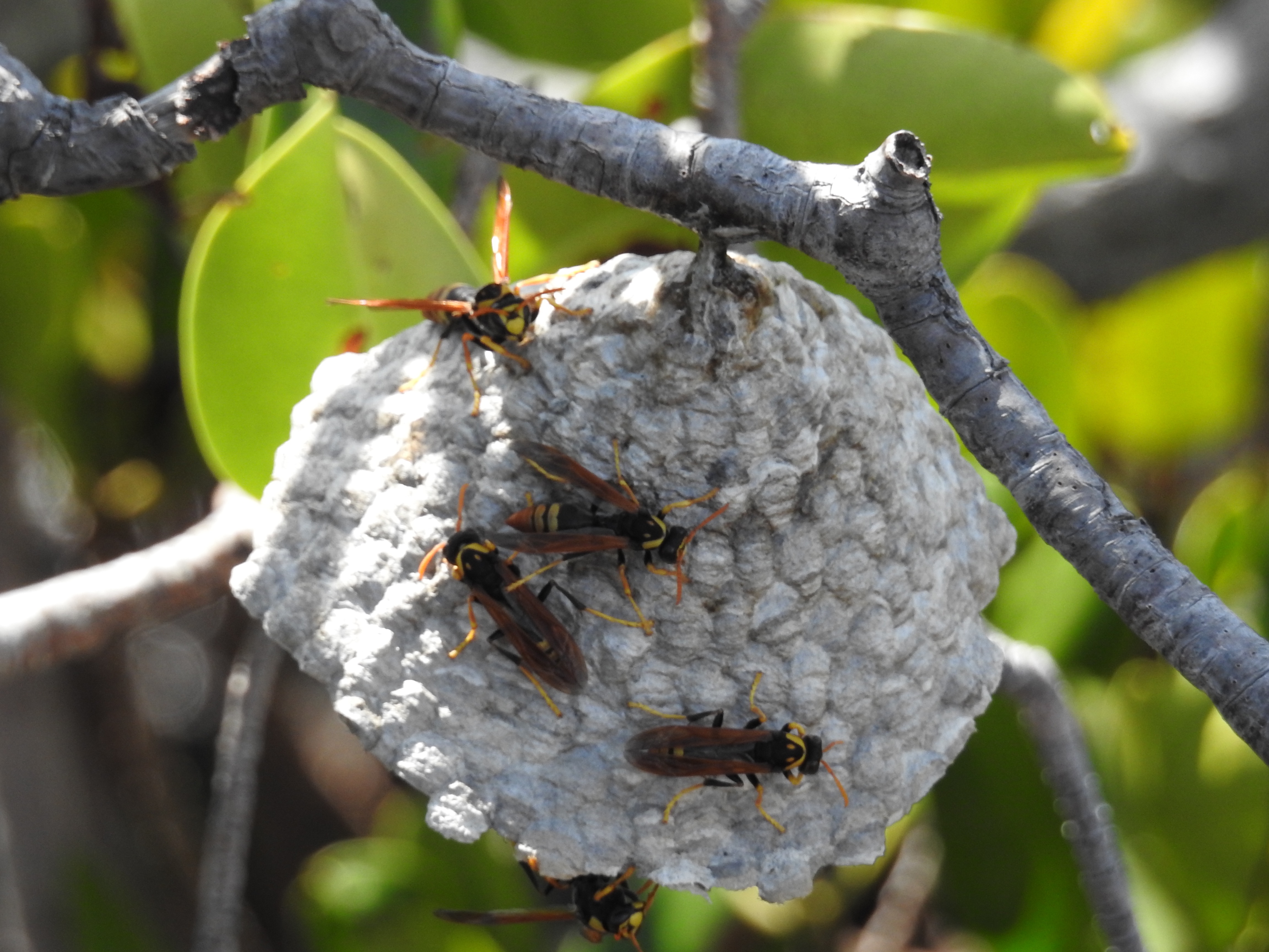 Lizard Island Australia photo 4