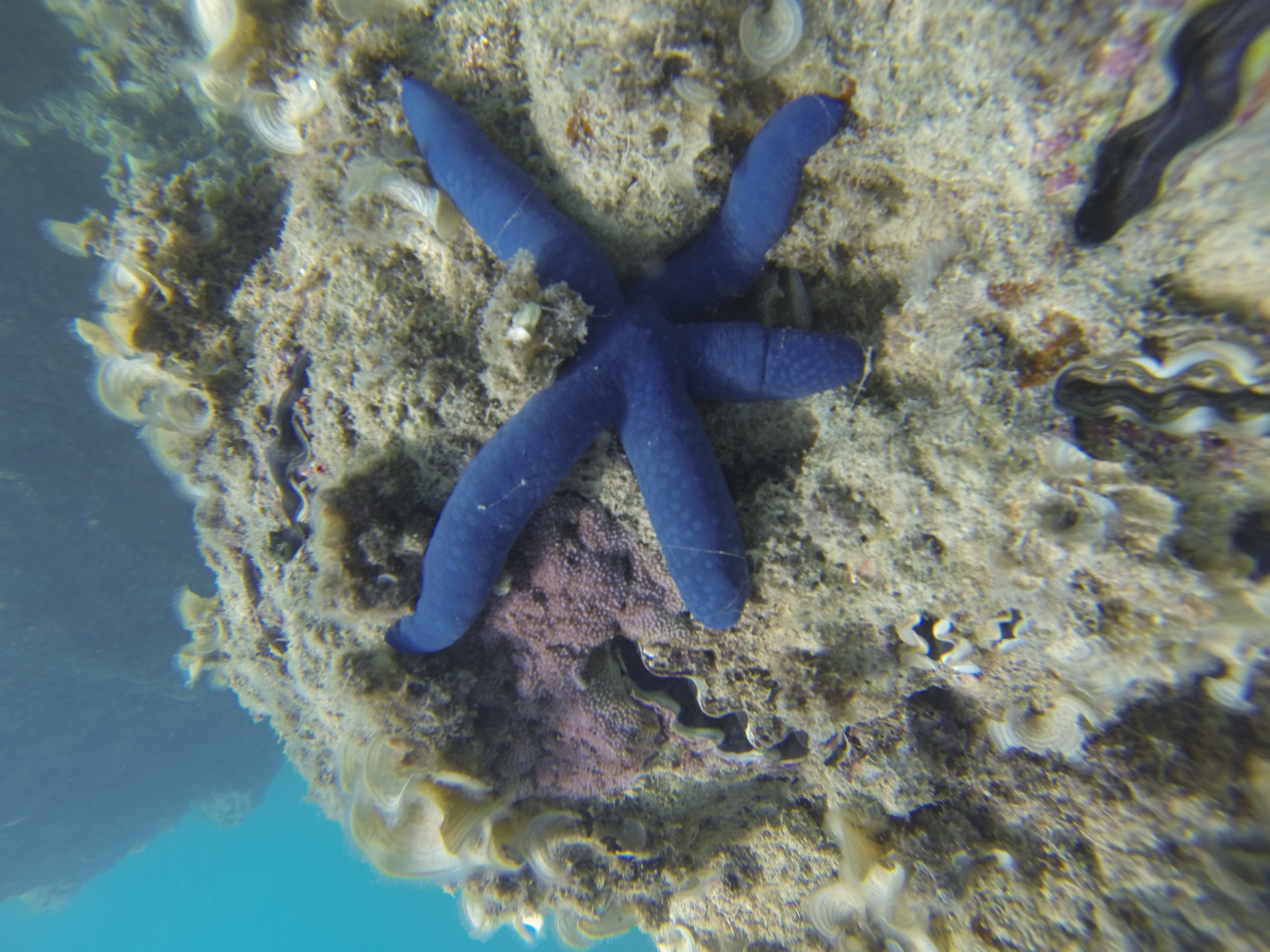 Lizard Island Australia photo 5