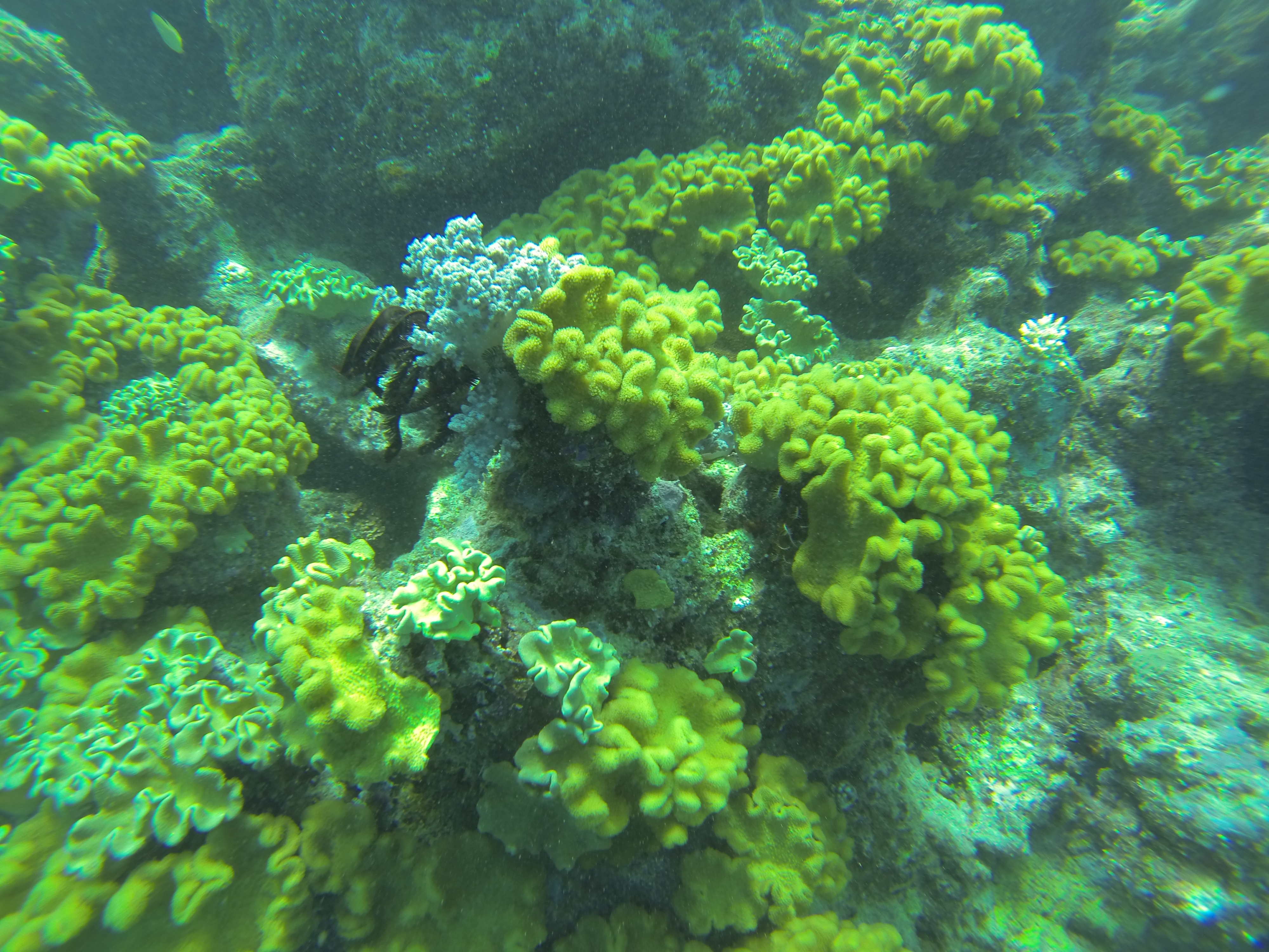 Lizard Island Australia photo 6