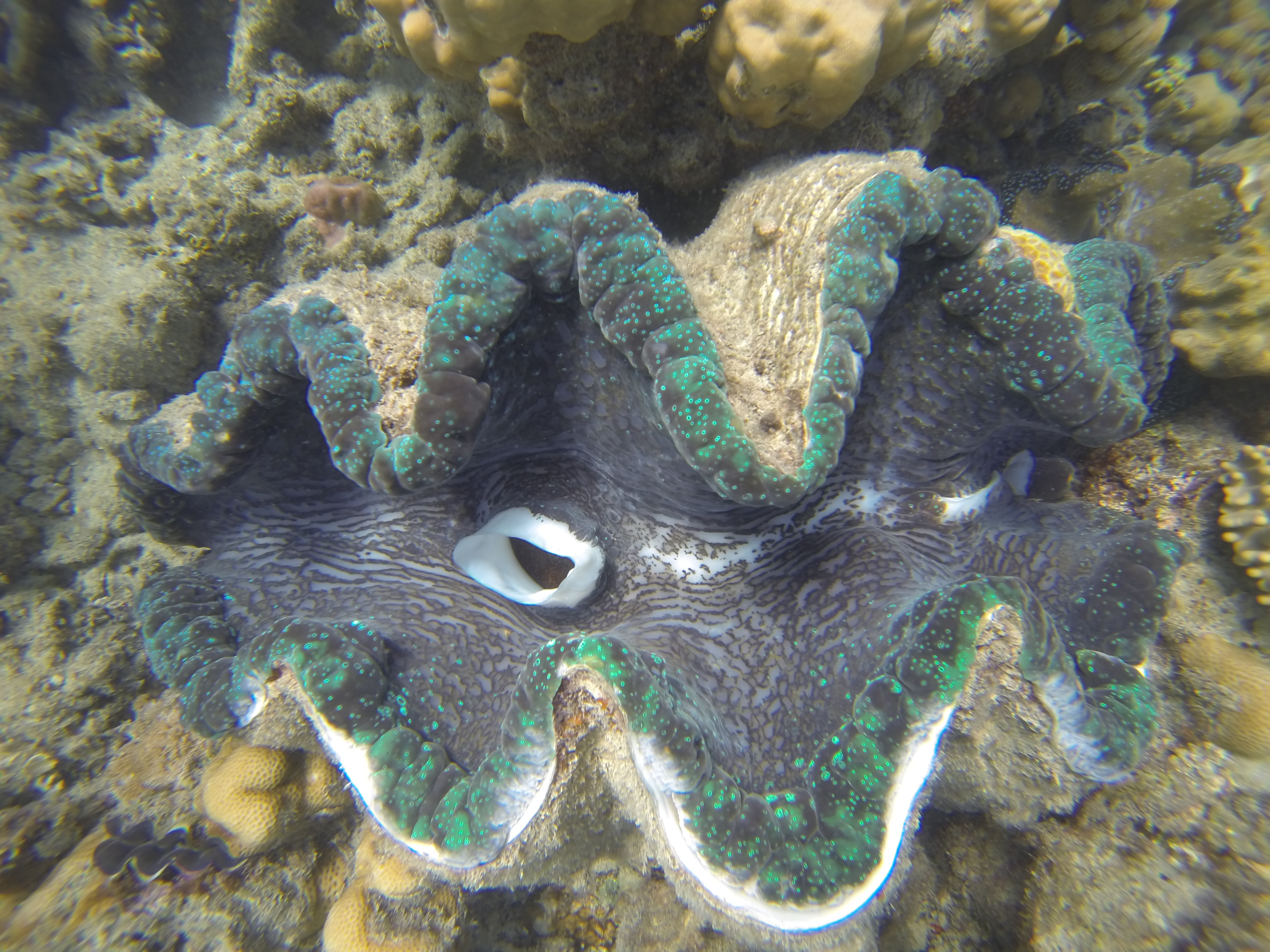 Lizard Island Australia photo 7