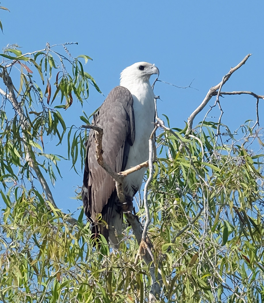 Mary River Australia photo 3