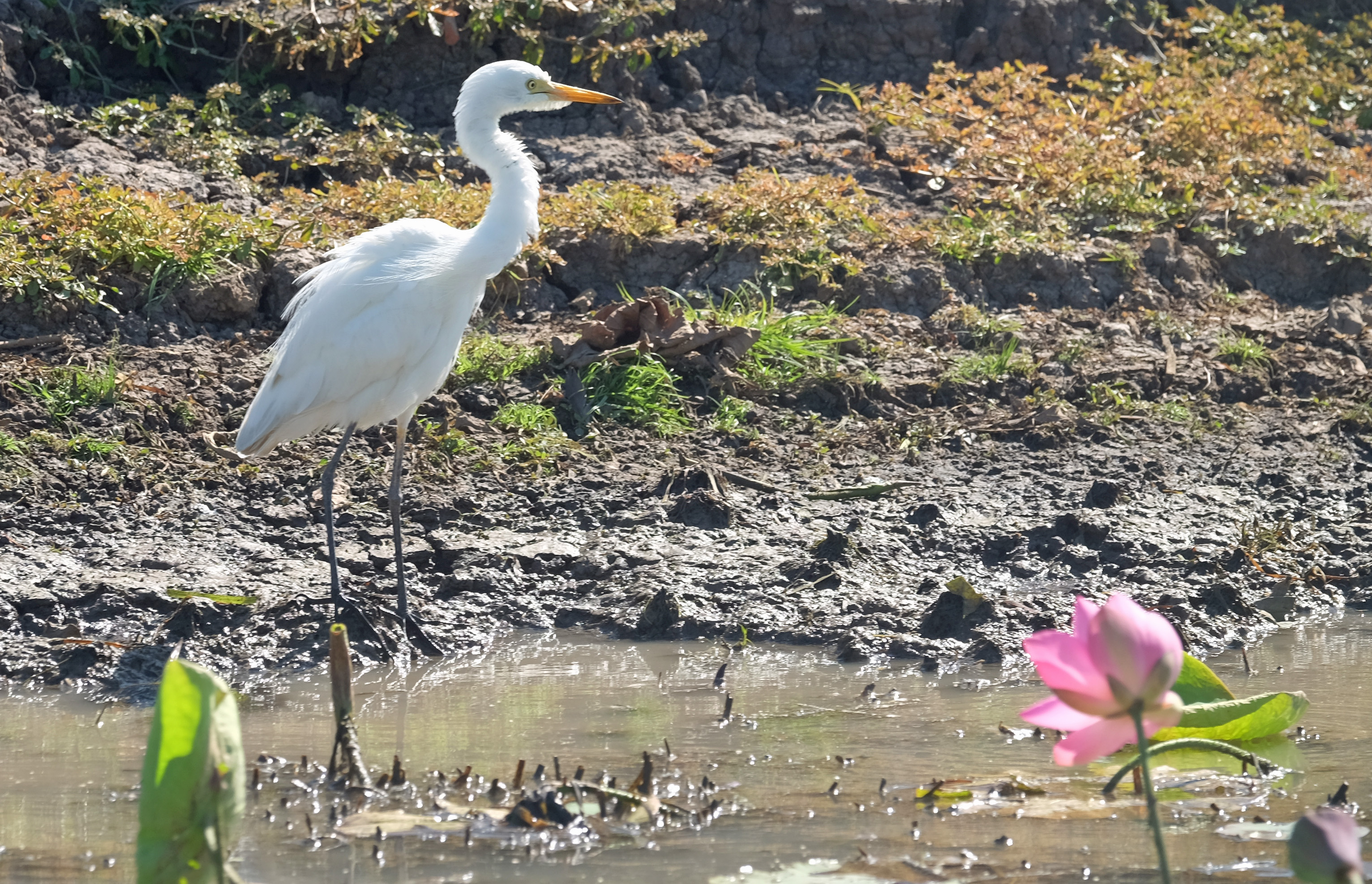 Mary River Australia photo 4