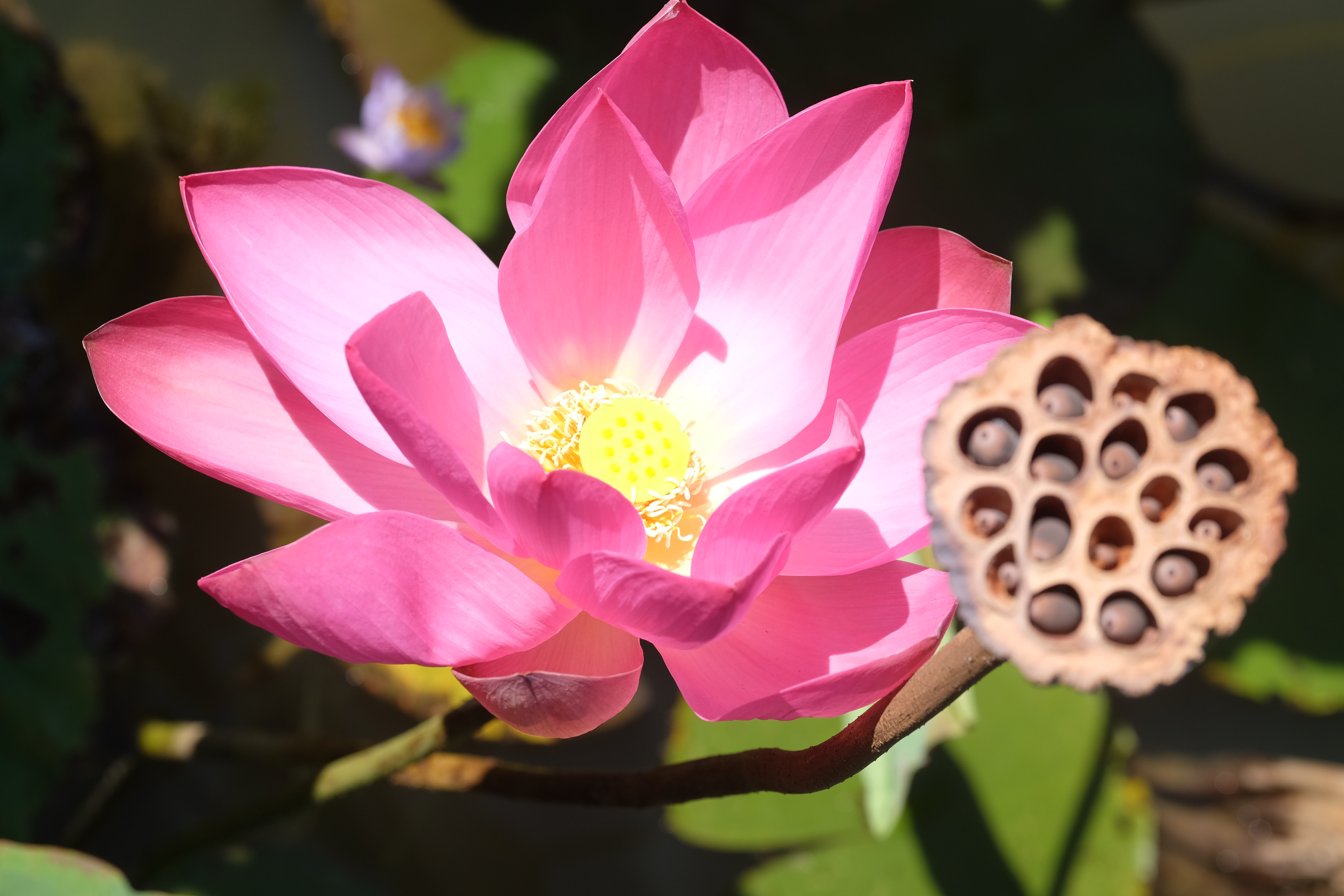 Mary River Australia photo 5