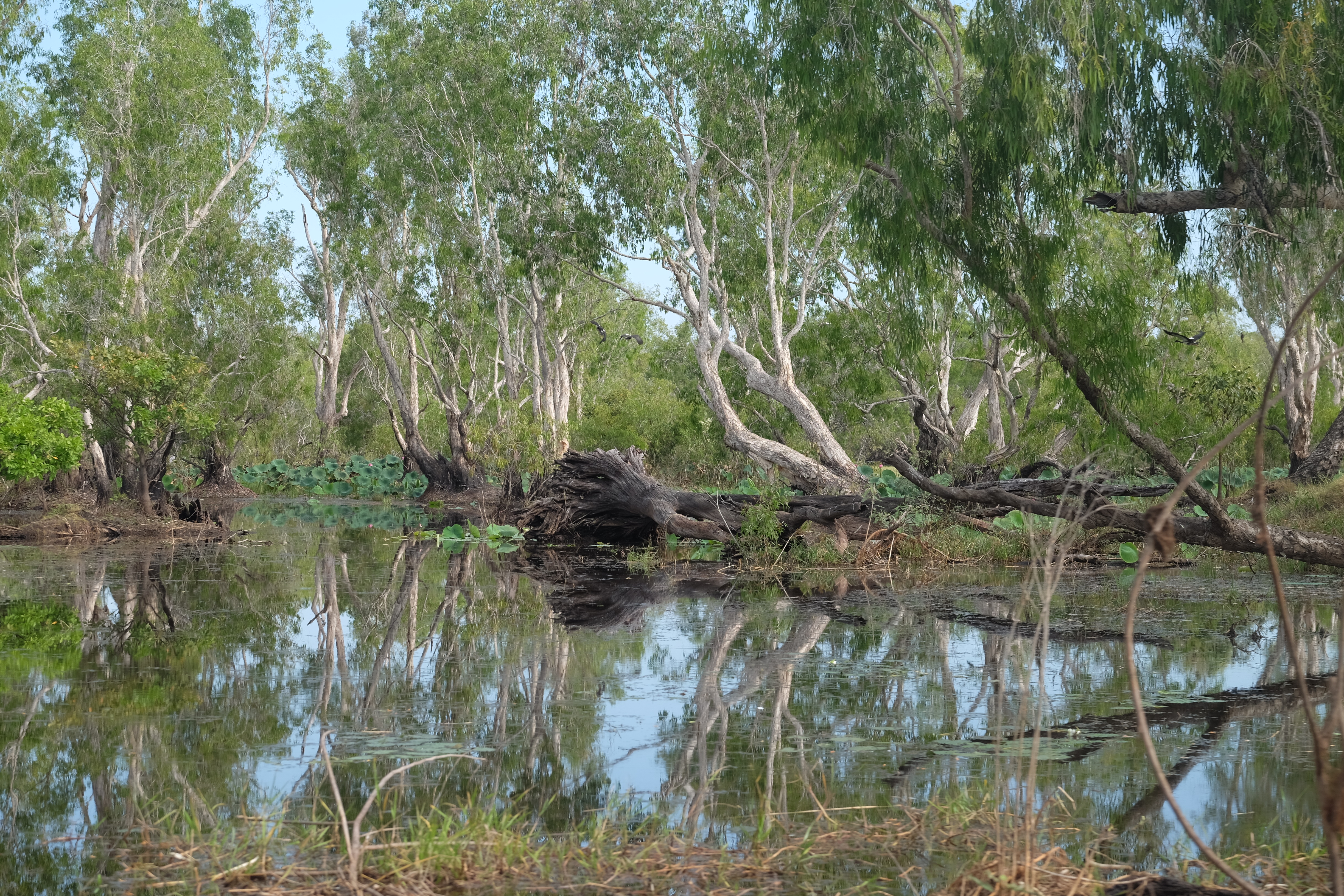 Mary River Australia photo 6