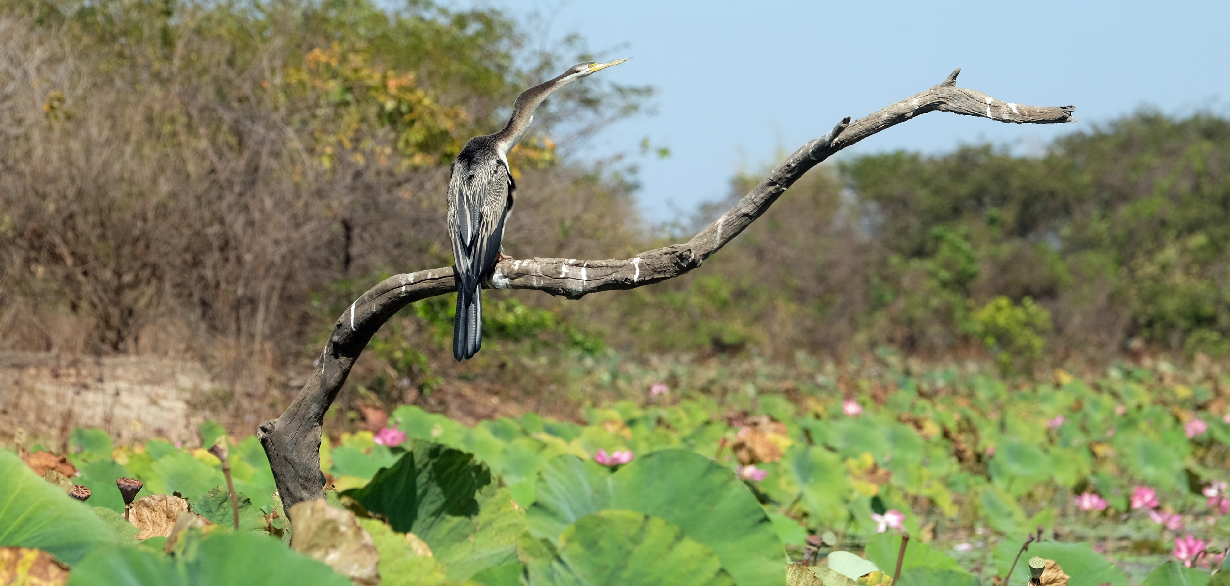 Mary River Australia photo 7