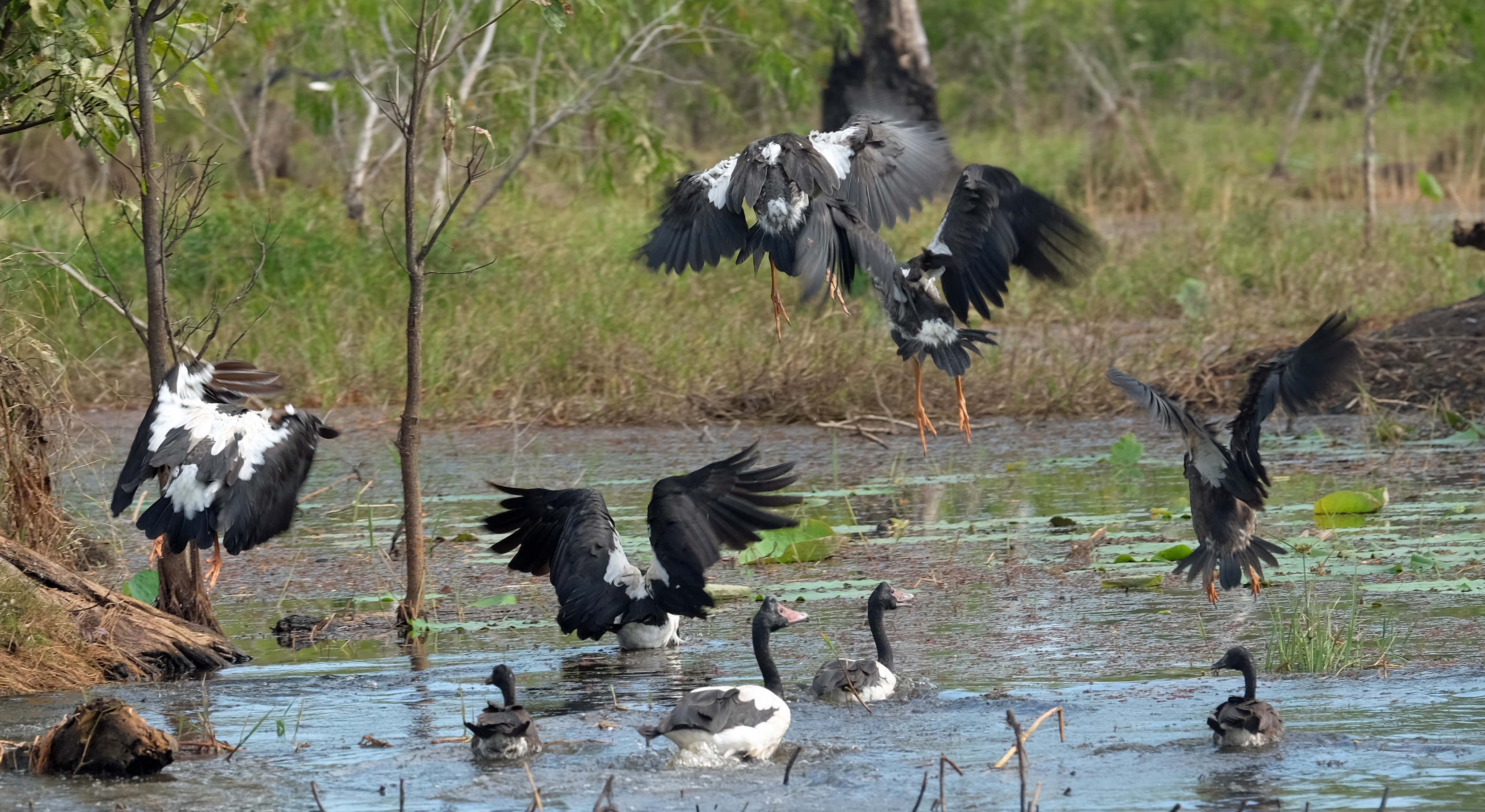 Mary River Australia photo 8