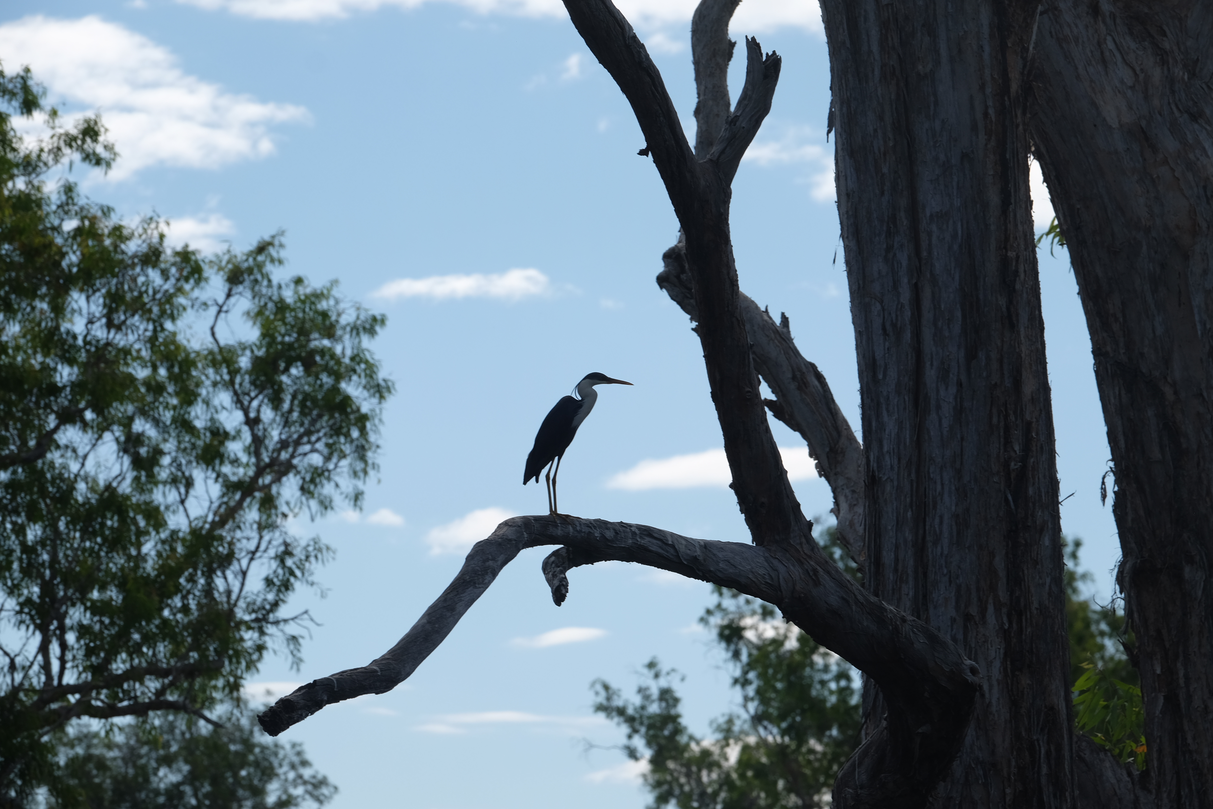 Mary River Australia photo 10