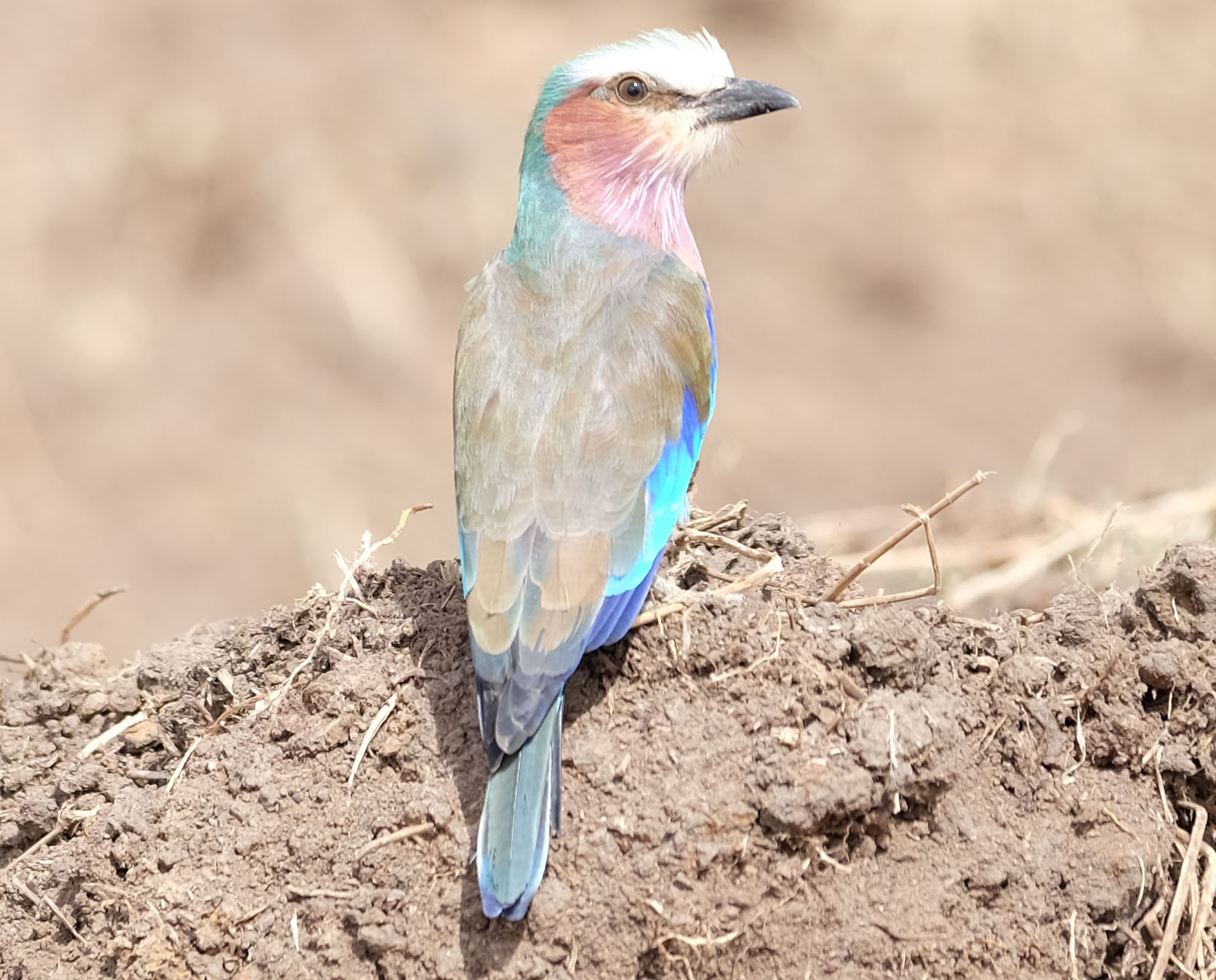 Masaai Mara Kenya photo 1