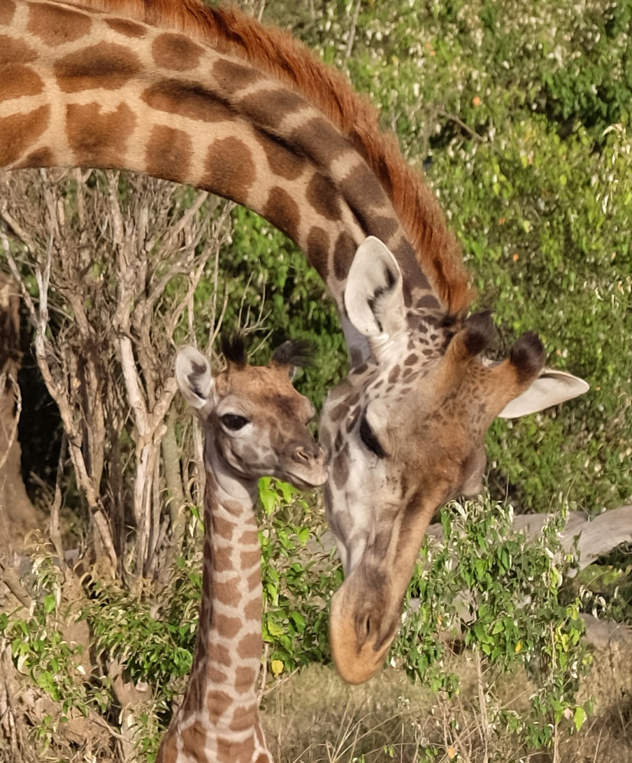 Masaai Mara Kenya photo 2