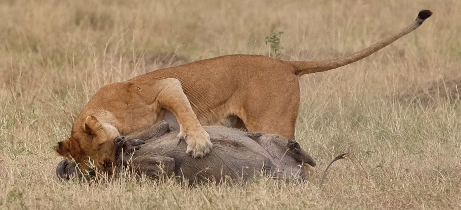 Masaai Mara Kenya photo 4