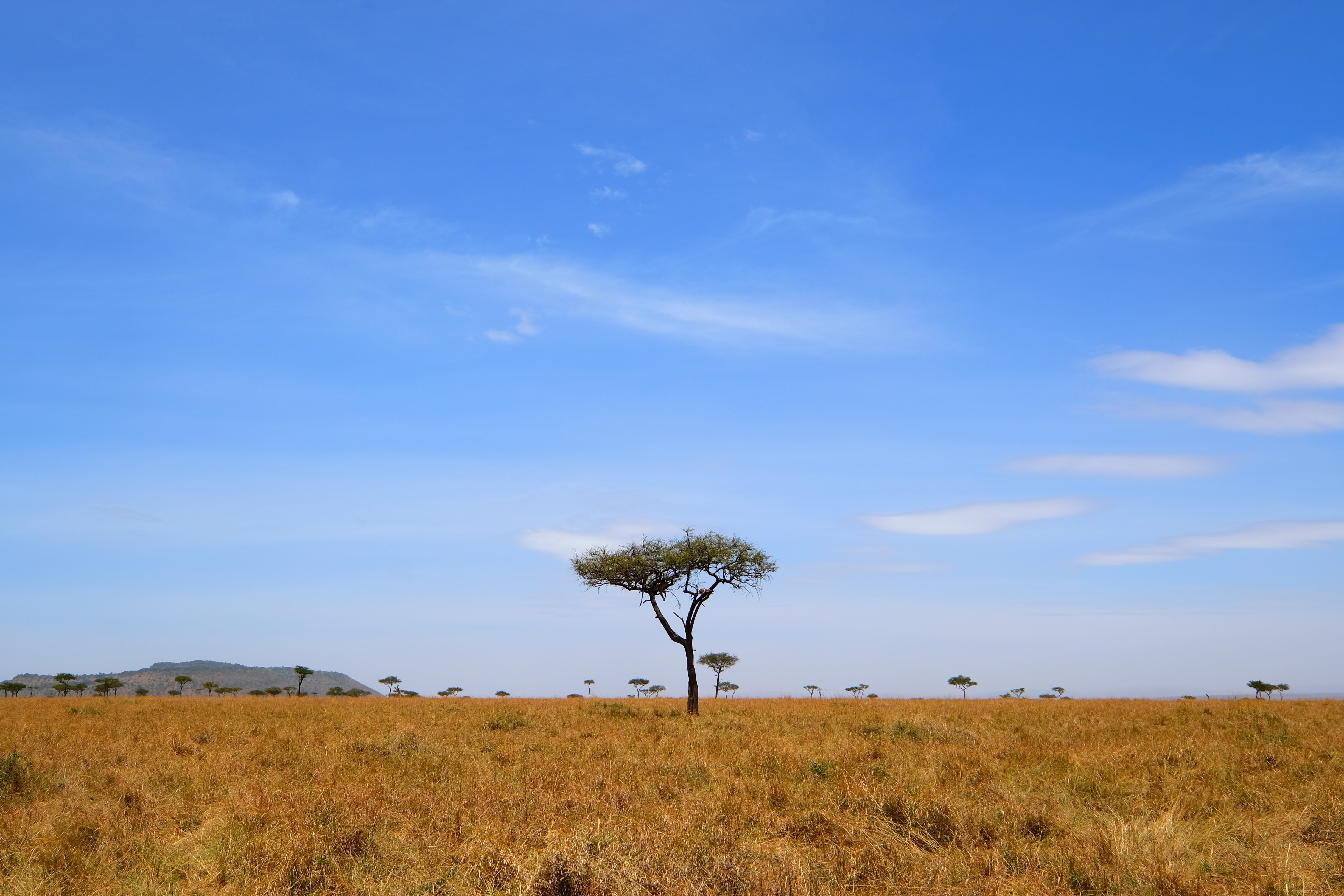 Masaai Mara Kenya photo 5