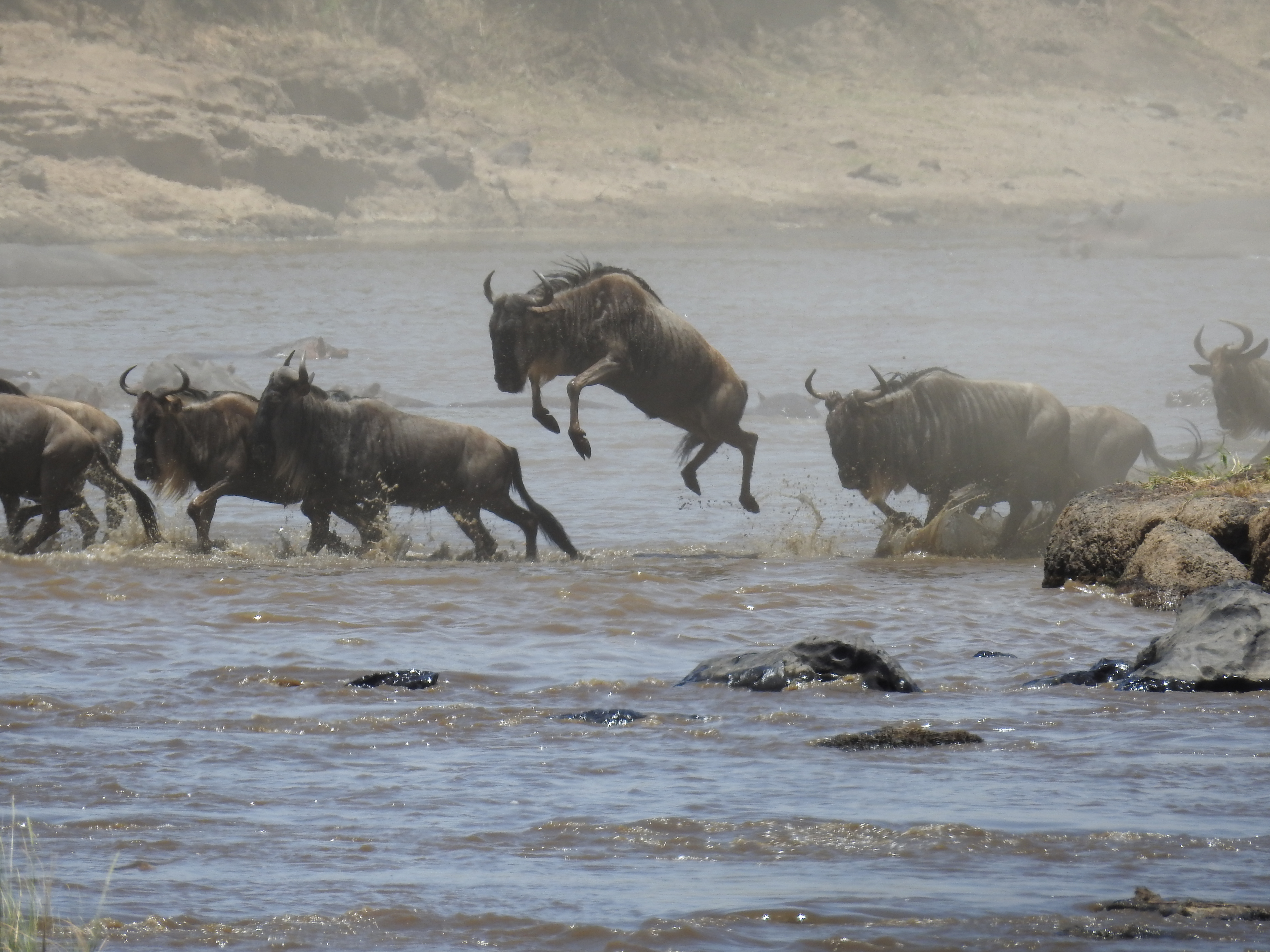Masaai Mara Kenya photo 6