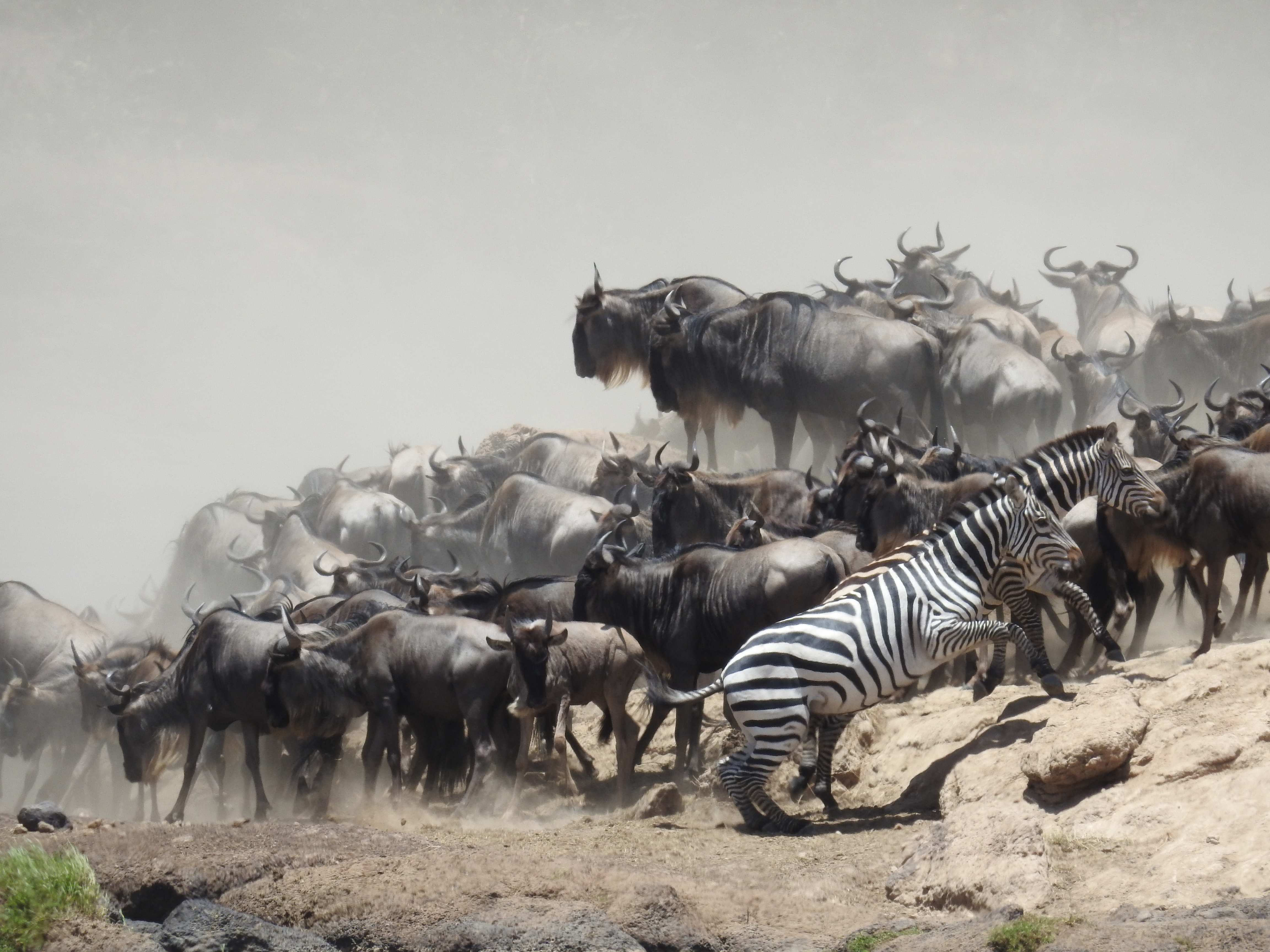 Masaai Mara Kenya photo 7