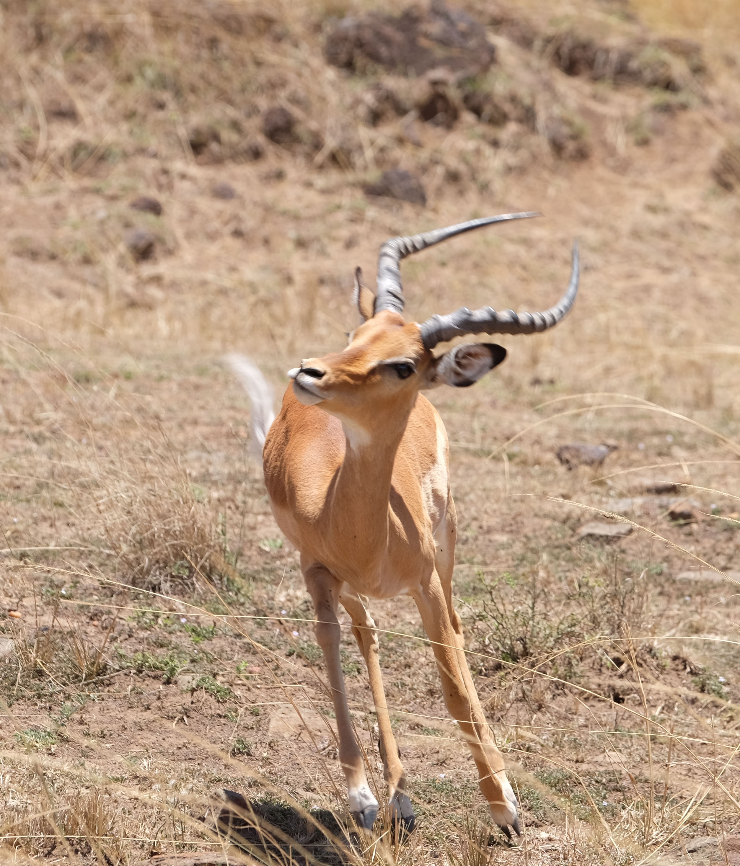 Masaai Mara Kenya photo 8