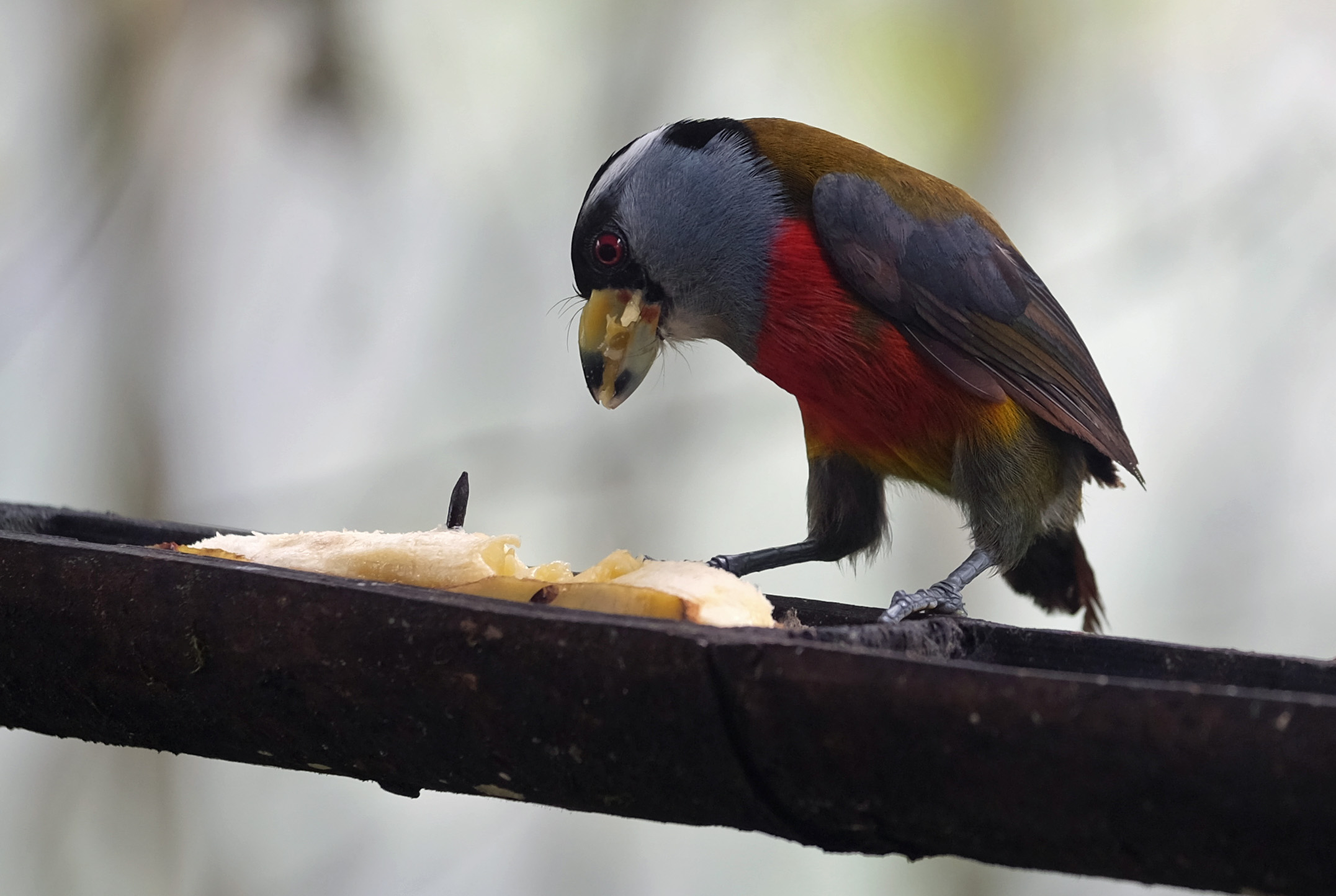 Mashpi Cloud Forest Ecuador photo 1